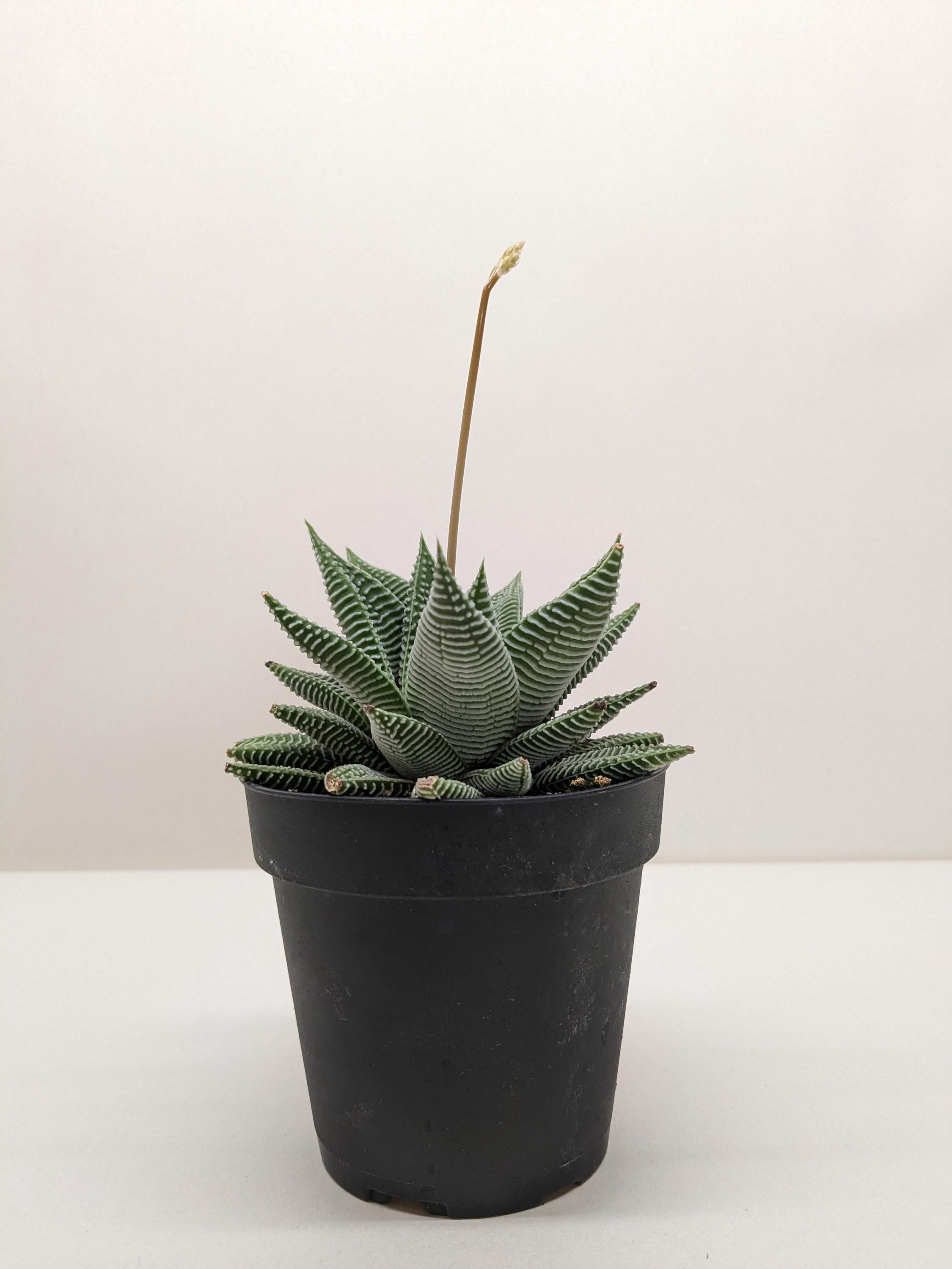 Succulent Haworthia Miami