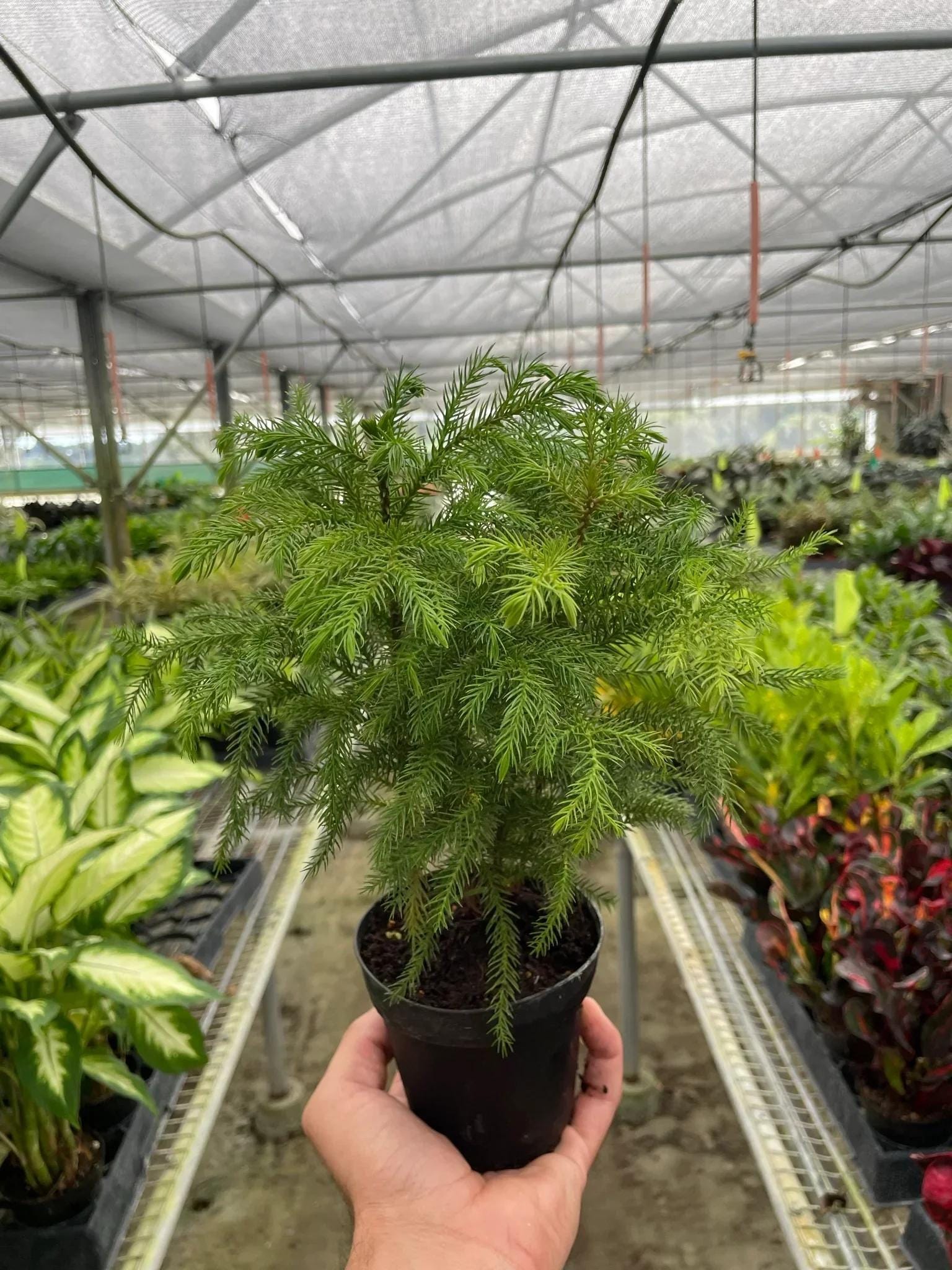 Norfolk 'Island Pine' 4" Pot Austin Jungle Co.