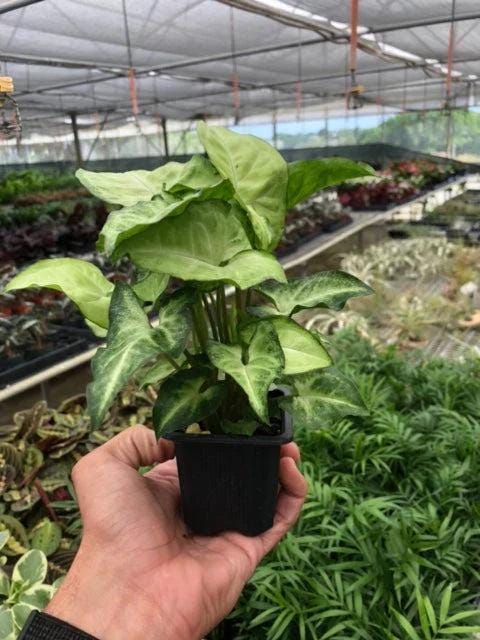 Syngonium White Butterfly 4" Plant 3" Pot Austin Jungle Co.