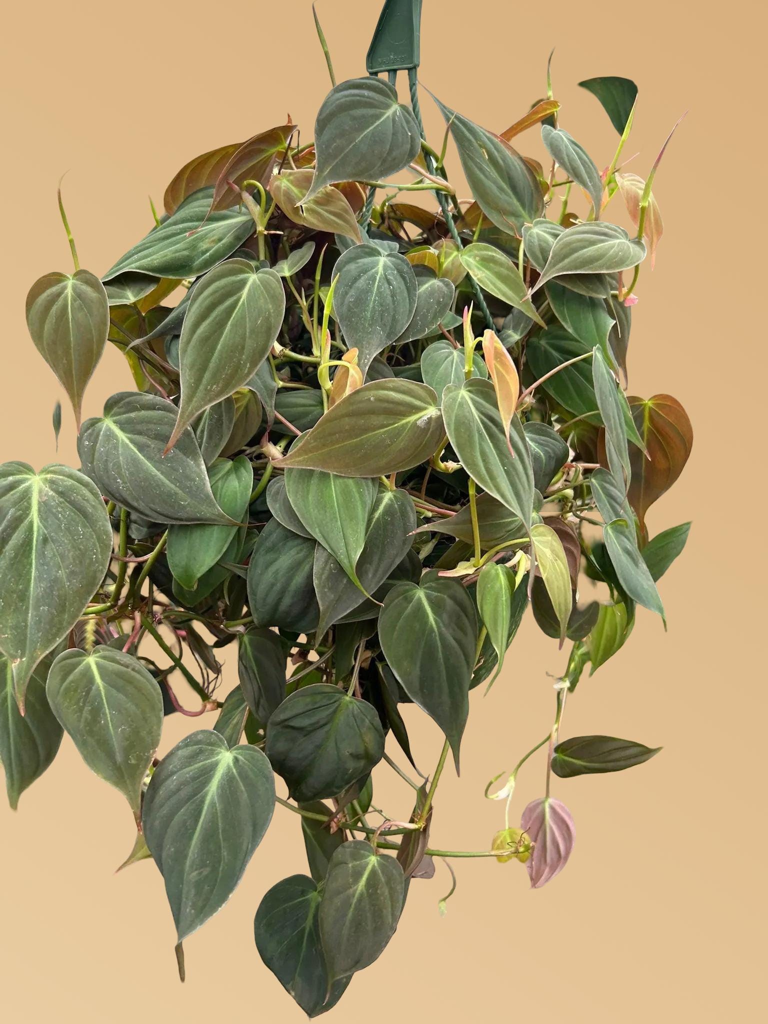 Philodendron 'Velvet'