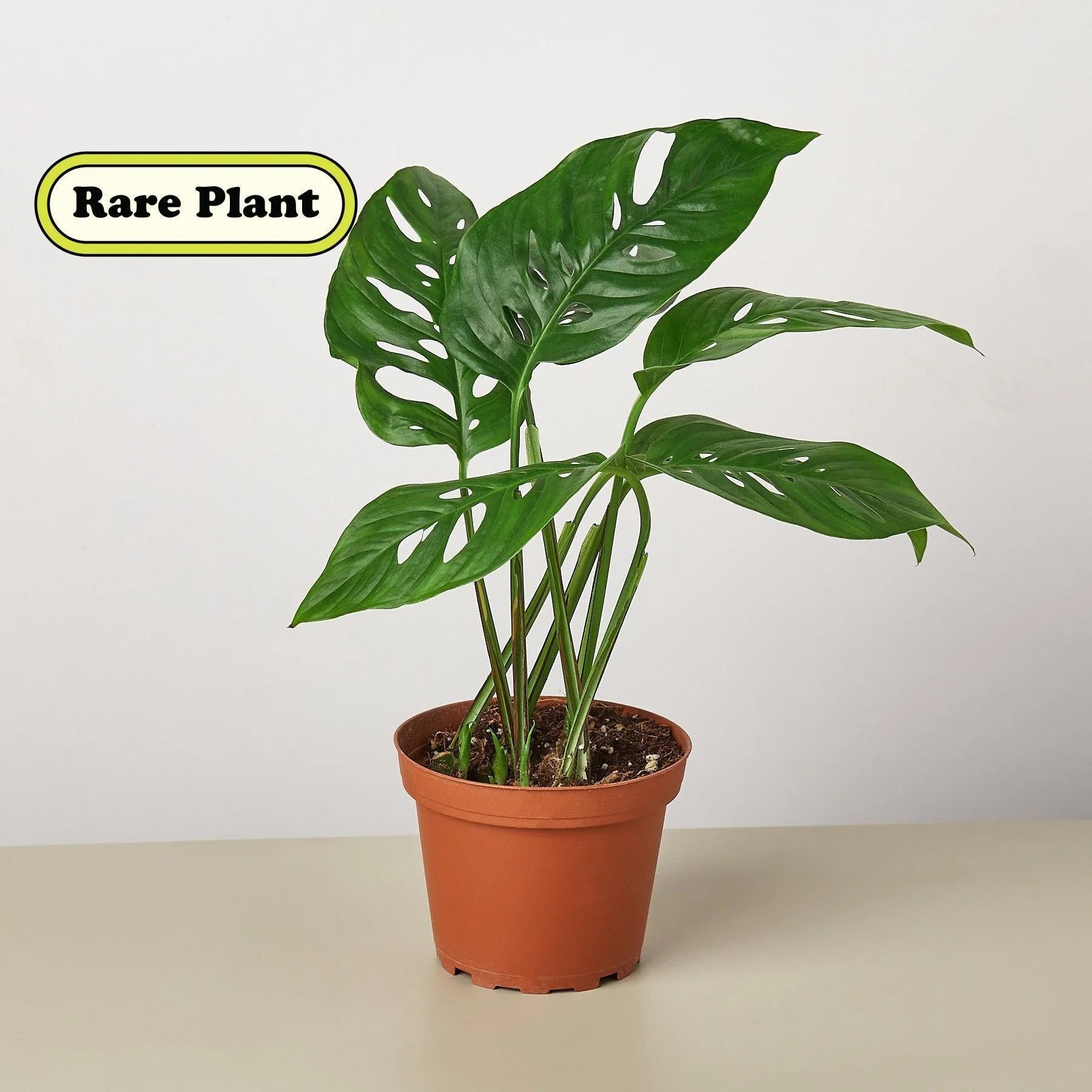 Monstera Adansonii 'Swiss Cheese' Indoor Plants 4" Pot / Nursery Pot Austin Jungle Co.