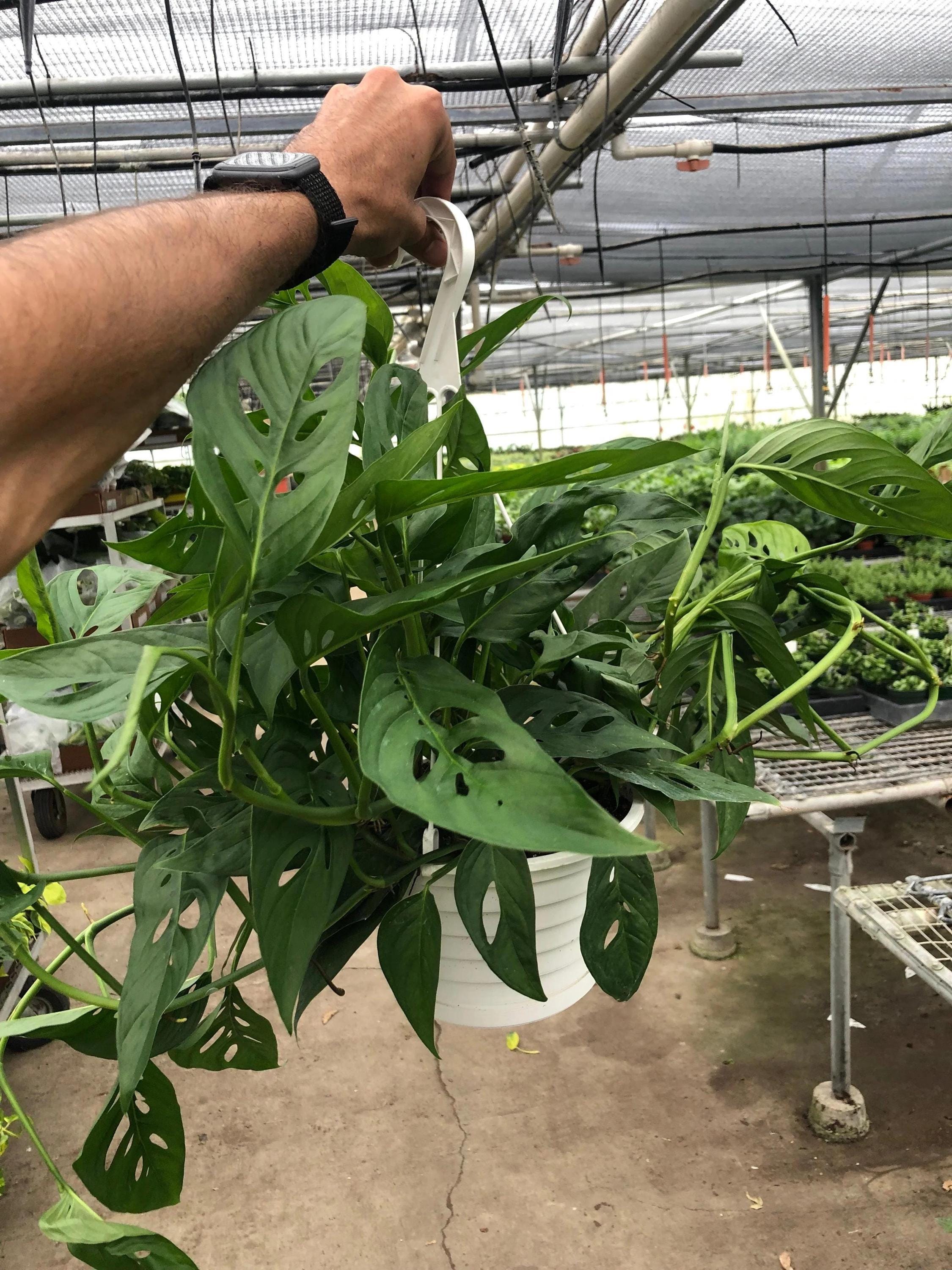 Monstera Adansonii 'Swiss Cheese' Indoor Plants 8" Pot / Nursery Pot Austin Jungle Co.