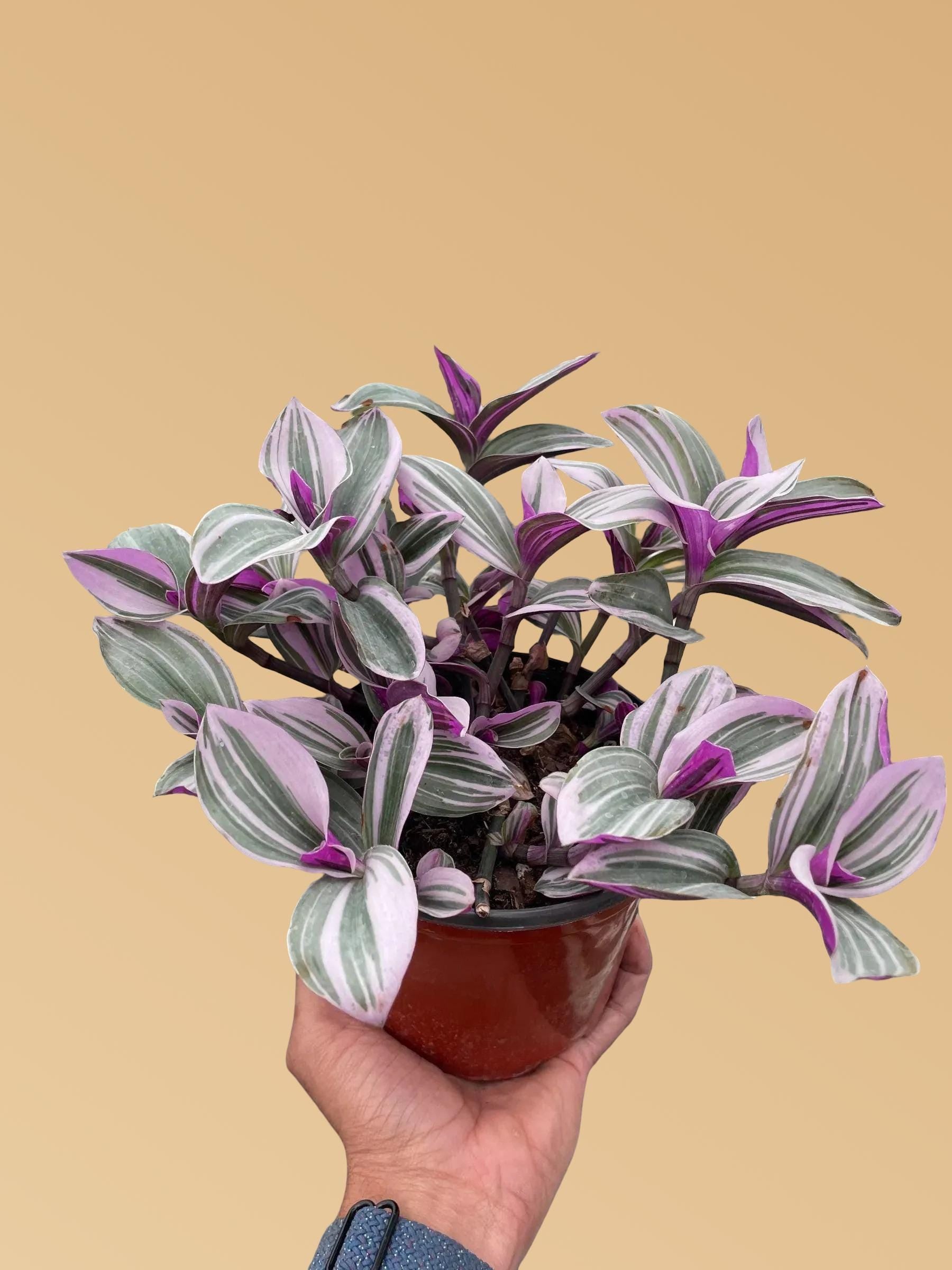 Tradescantia 'Nanouk'