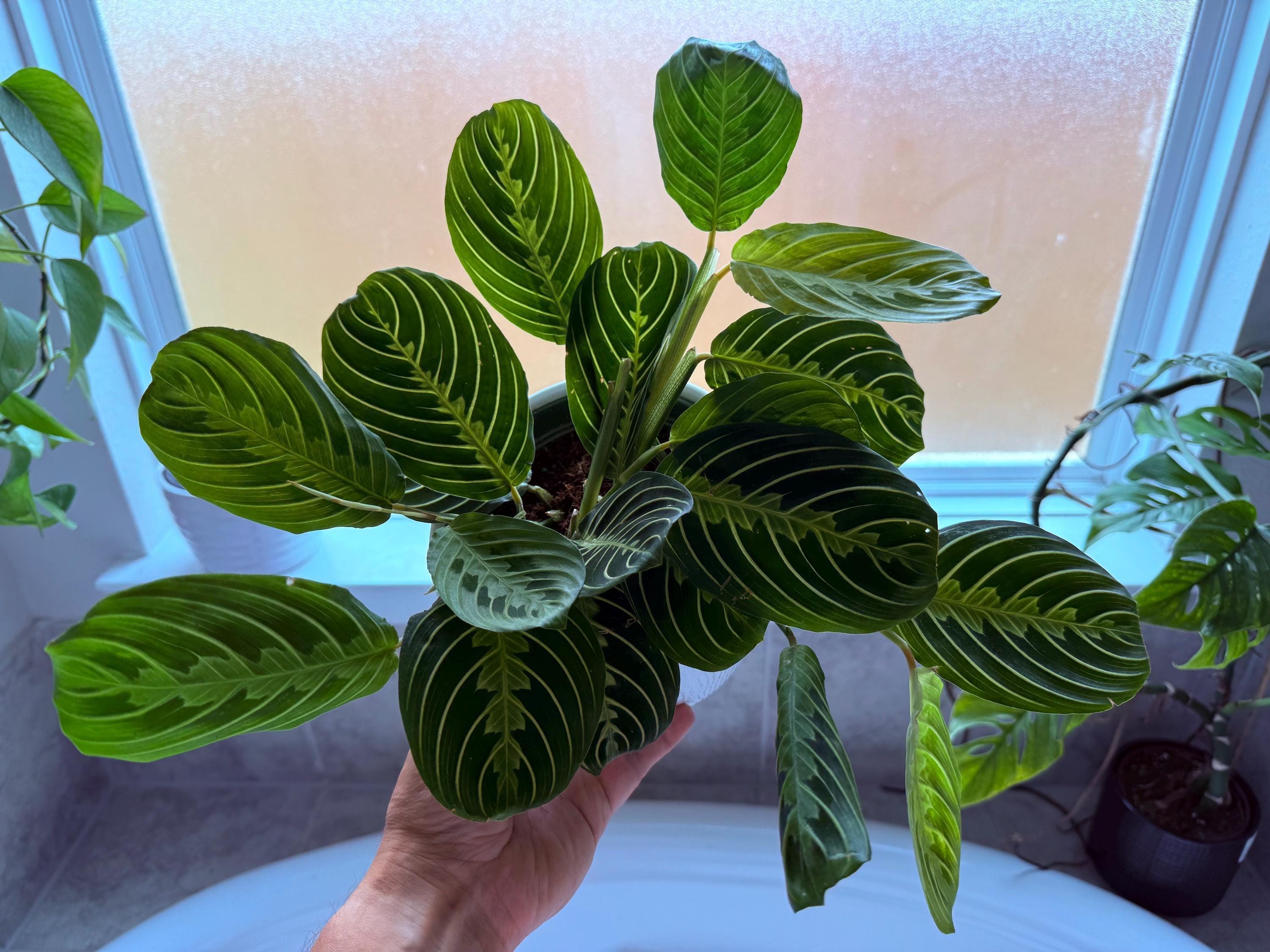 Maranta 'Lemon Lime'