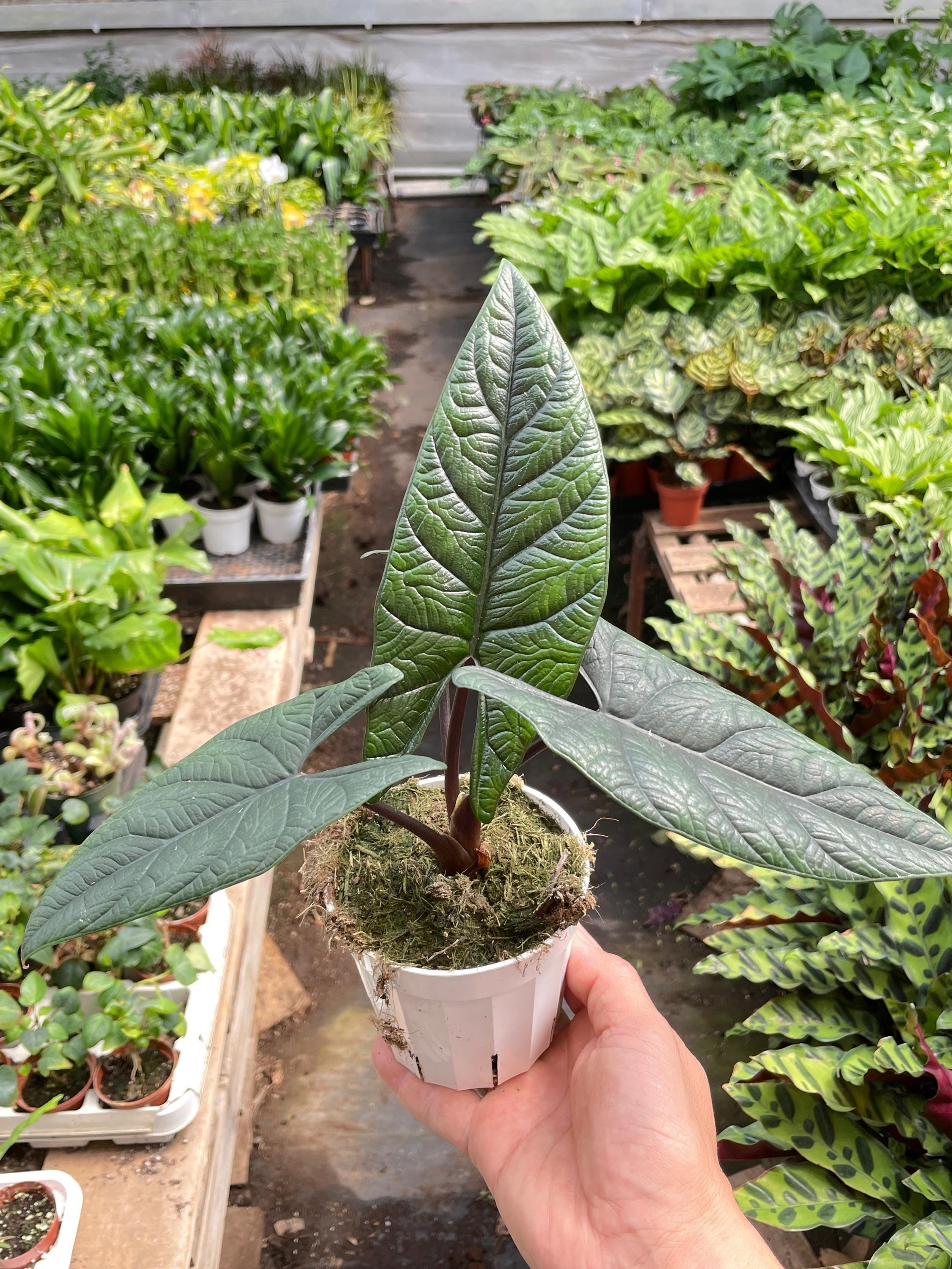 Alocasia 'Scalprum' Indoor Plants 4" Pot Austin Jungle Co.