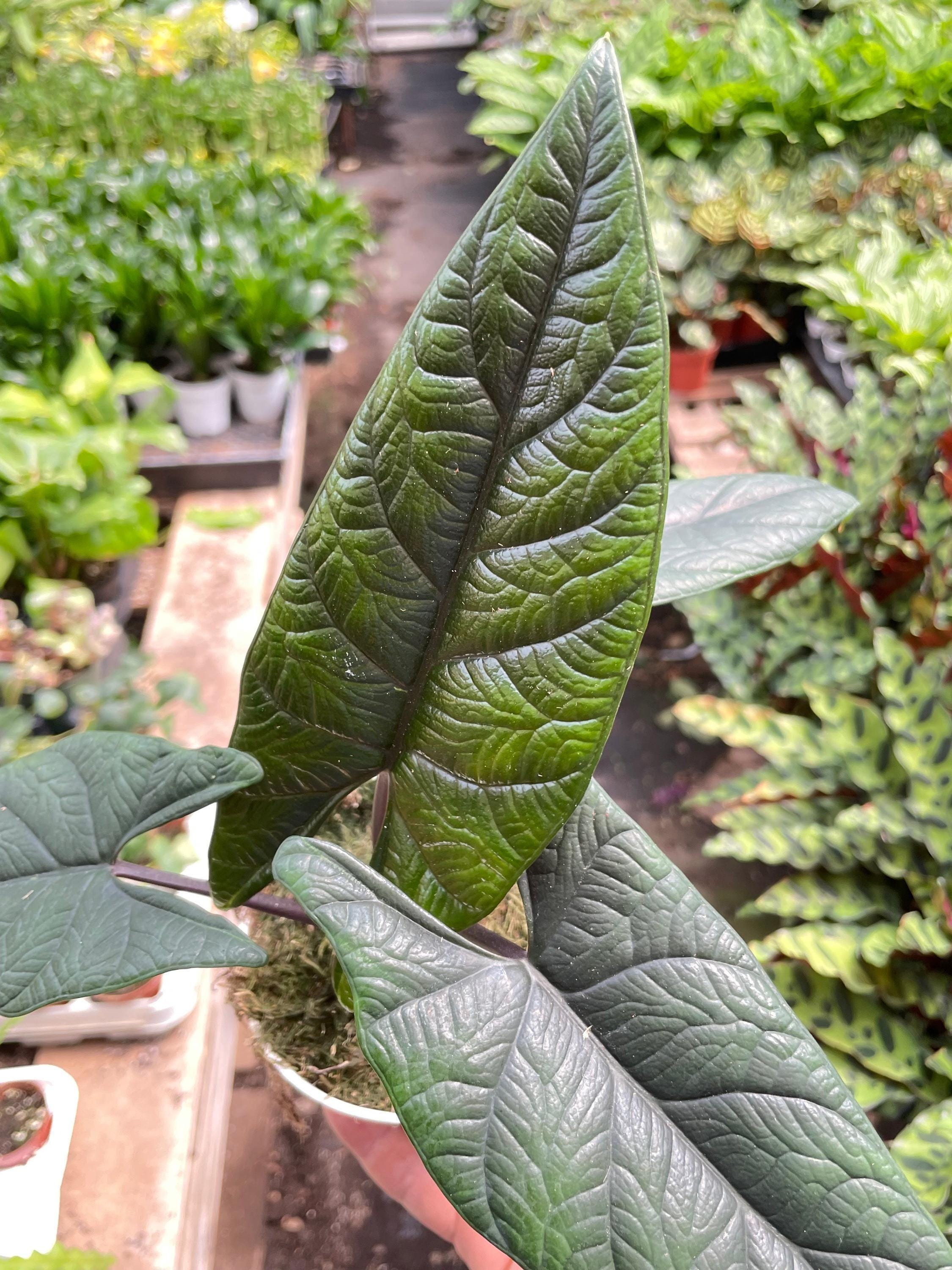 Alocasia 'Scalprum' Indoor Plants 4" Pot Austin Jungle Co.