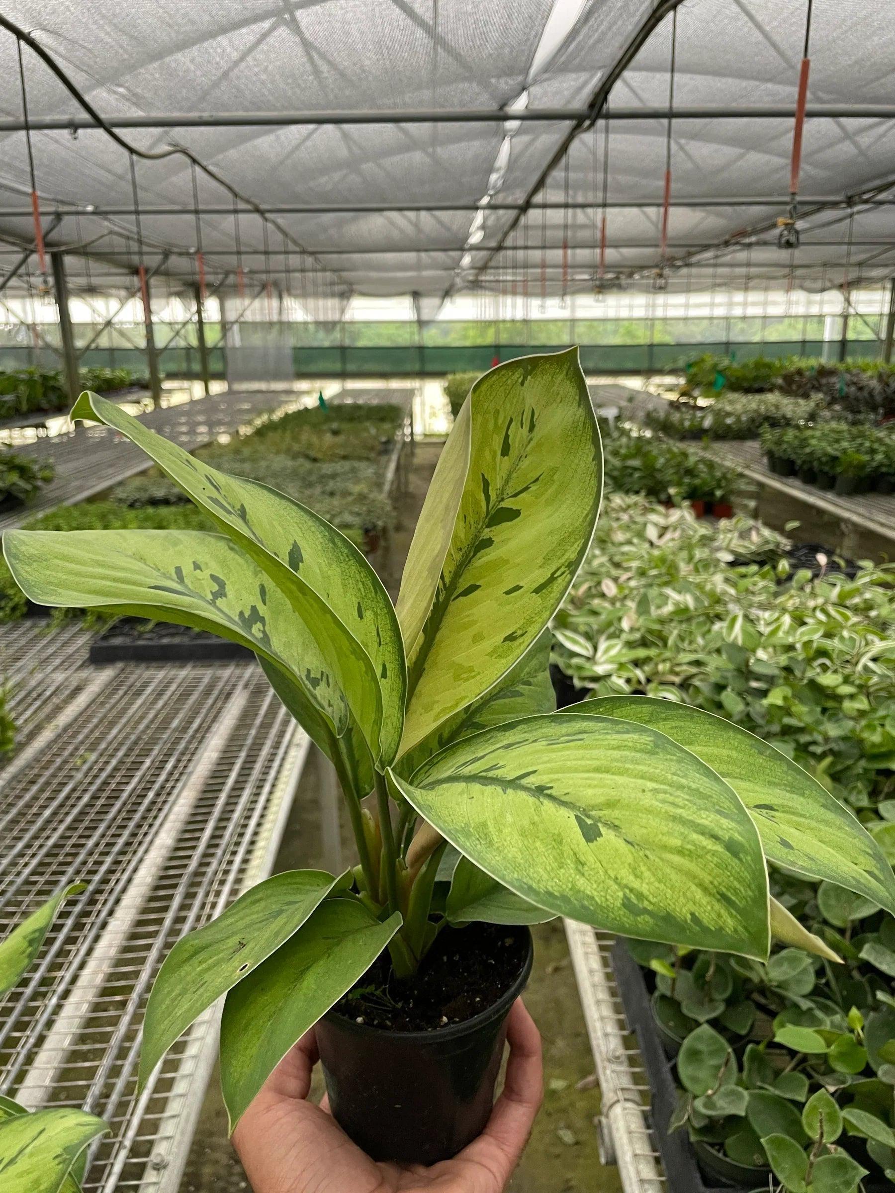 Homalomena 'Selby' 4" Pot Austin Jungle Co.