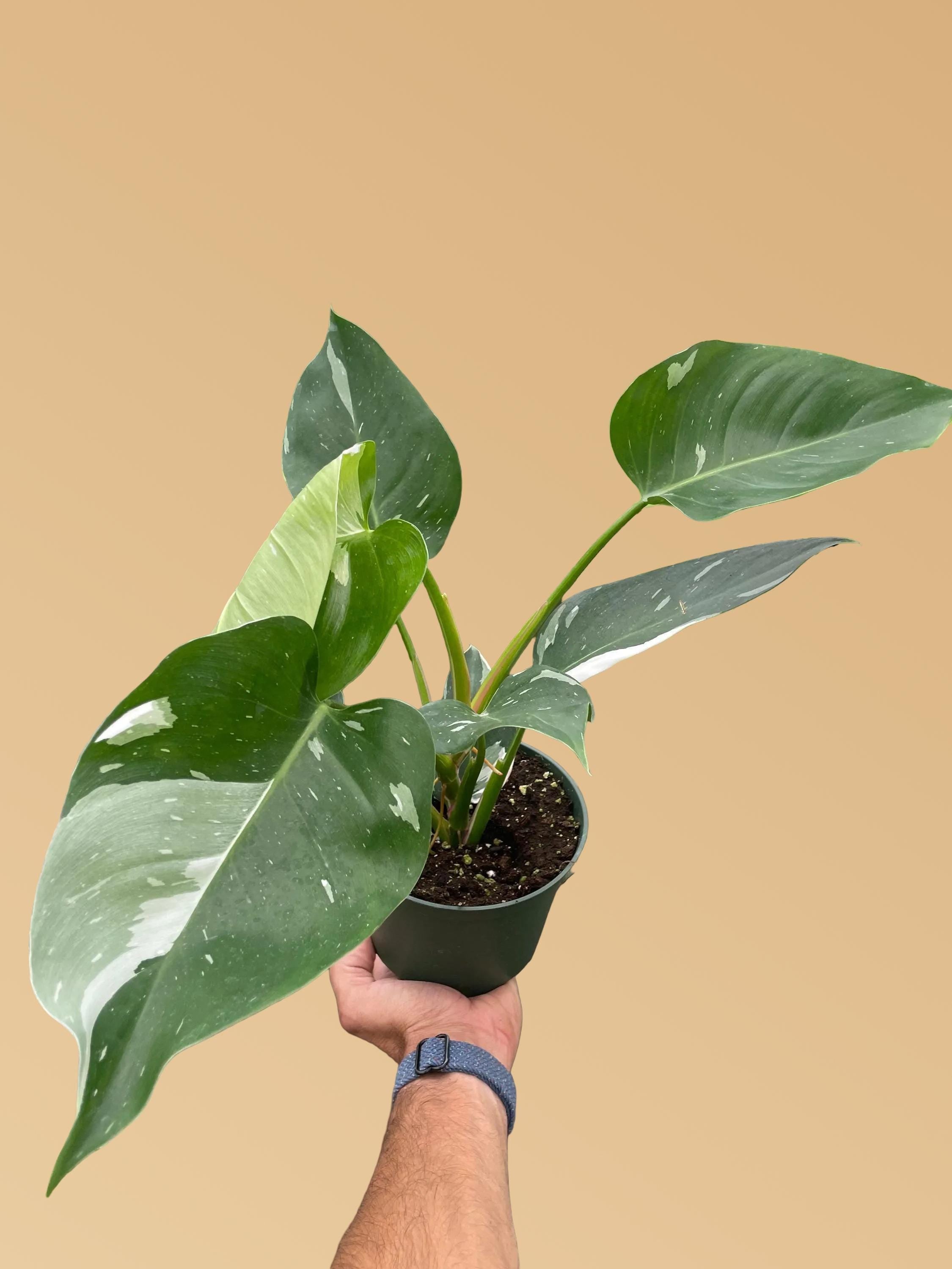Philodendron 'White Princess'