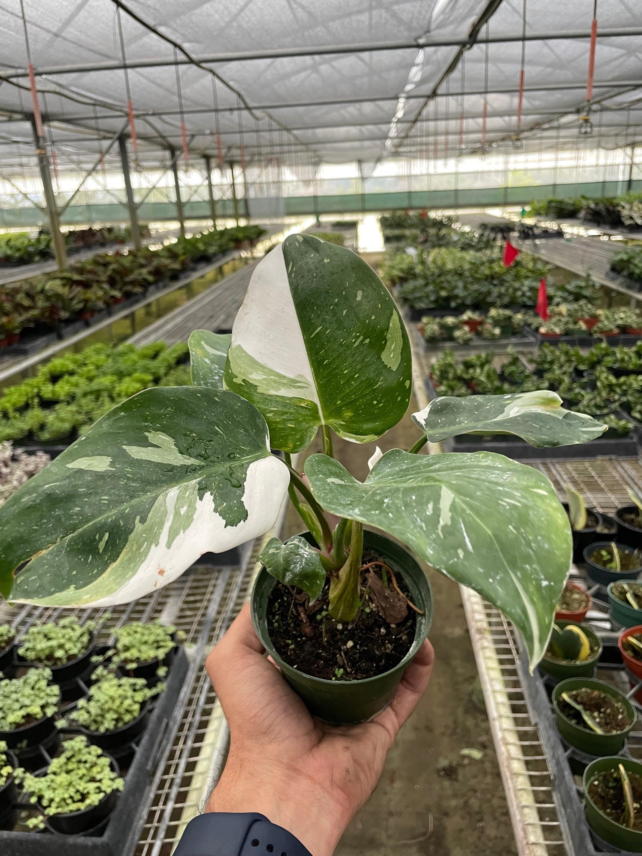 Philodendron 'White Princess' Indoor Plants 2" Pot Austin Jungle Co.
