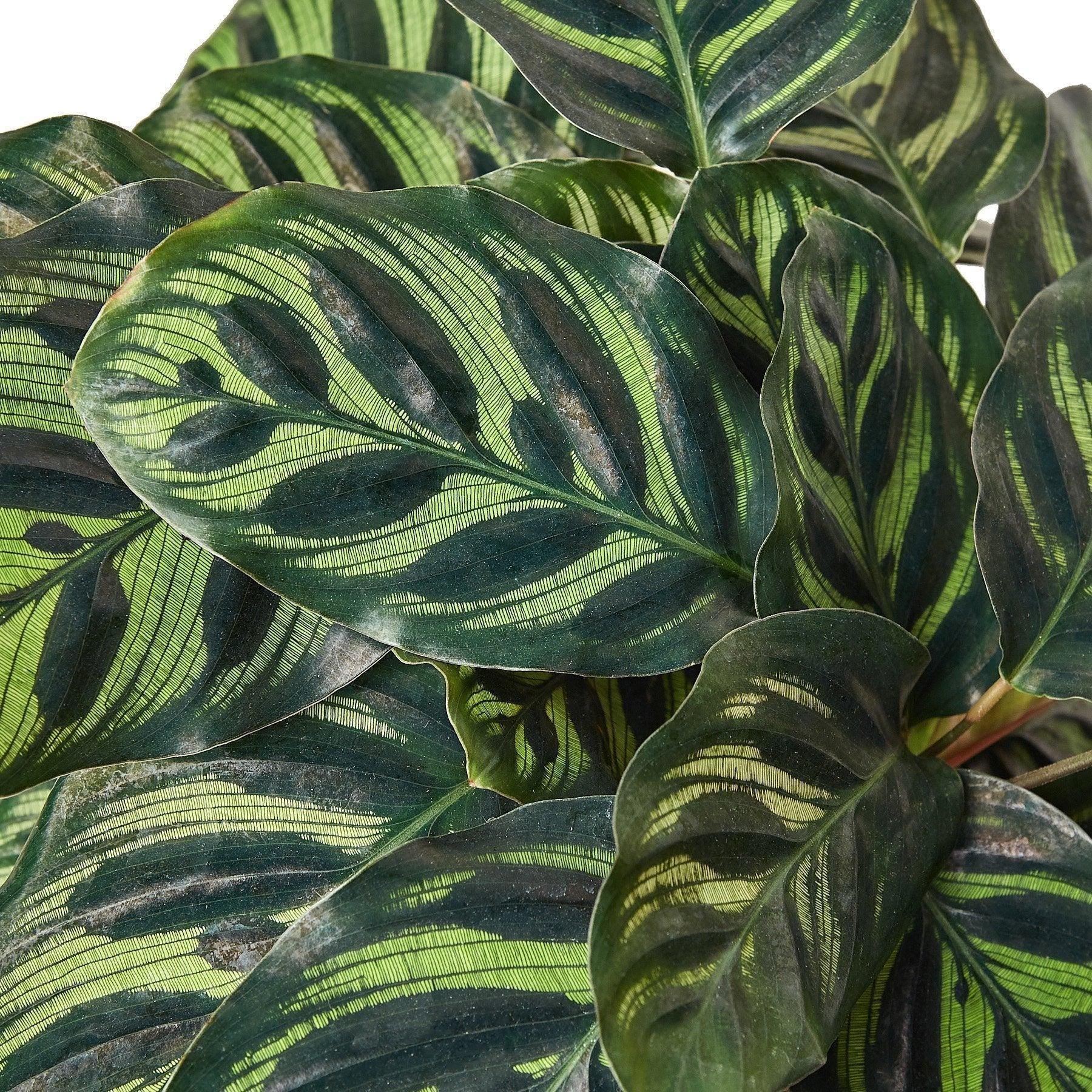 Calathea 'Makoyana' 4" Plant 2" Pot Austin Jungle Co.