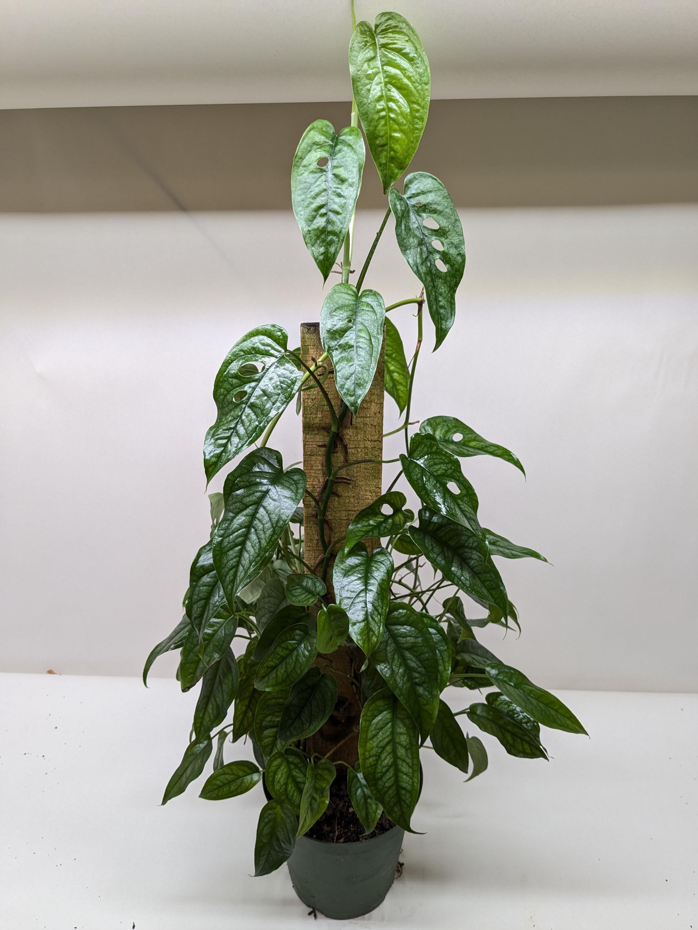 Monstera 'Siltepecana' 4" Pot Austin Jungle Co.