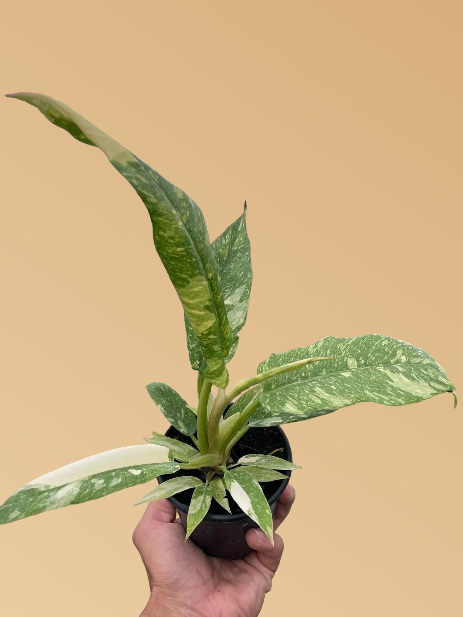 Philodendron Ring of Fire Variegated