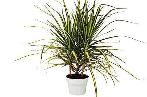 Dracaena Marginata 'Sunshine' Default 4" Pot Austin Jungle Co.