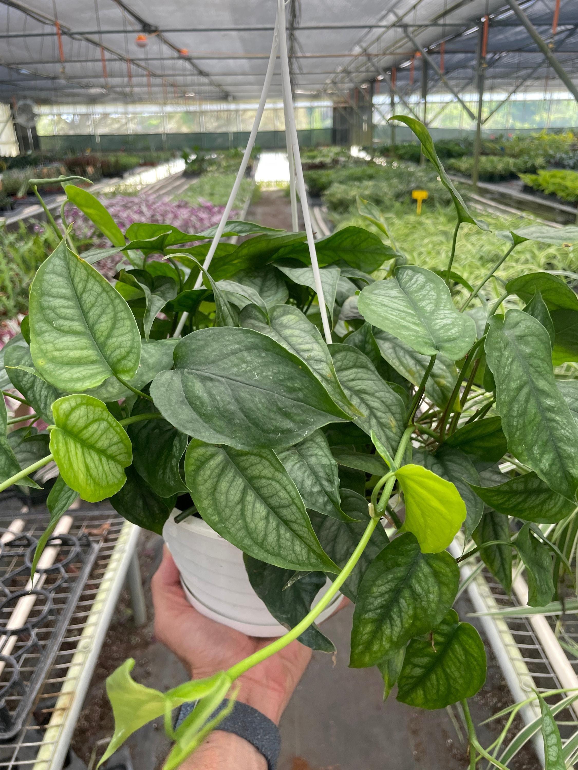 Monstera 'Siltepecana' 4" Pot Austin Jungle Co.