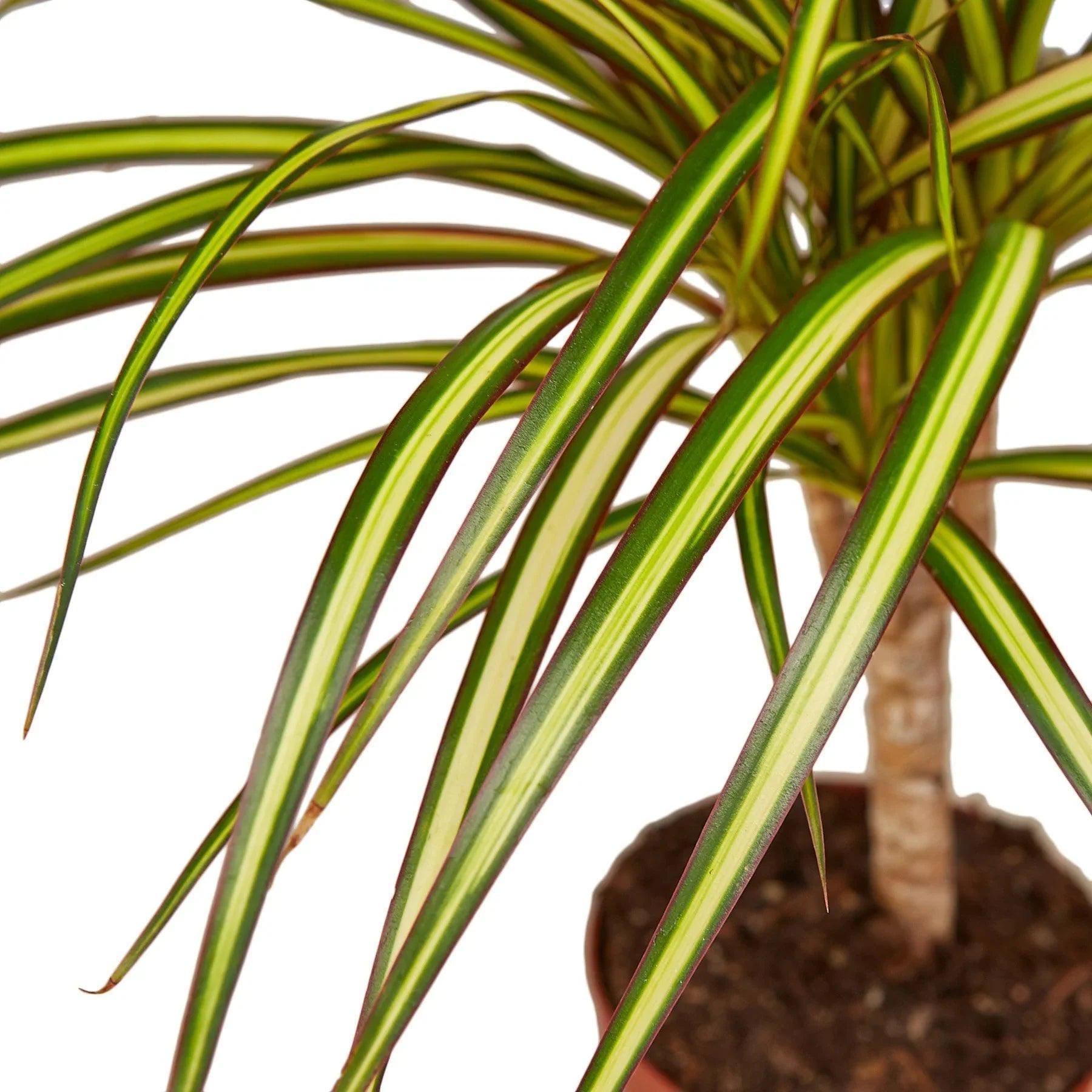 Dracaena Marginata 'Sunshine' Default 4" Pot Austin Jungle Co.