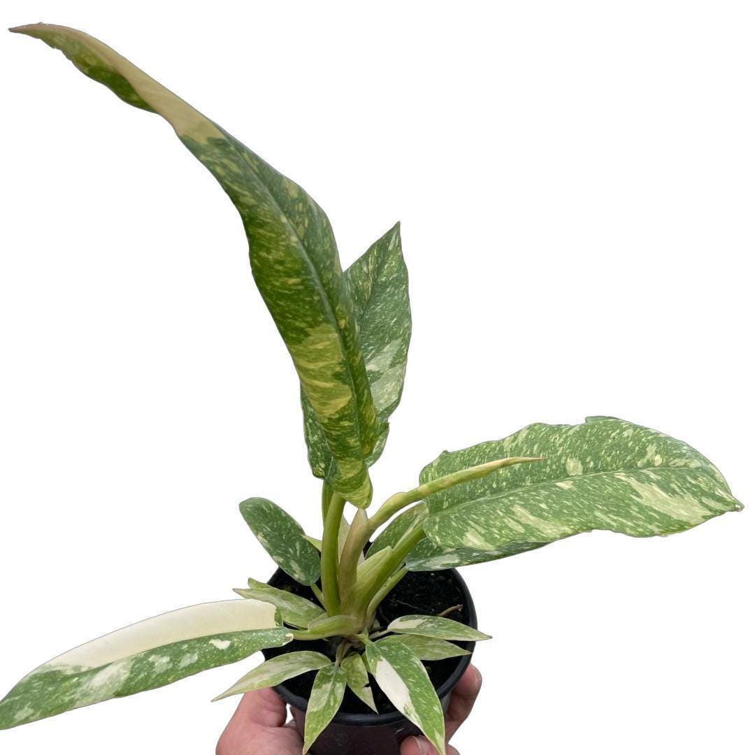 Philodendron Ring of Fire Variegated