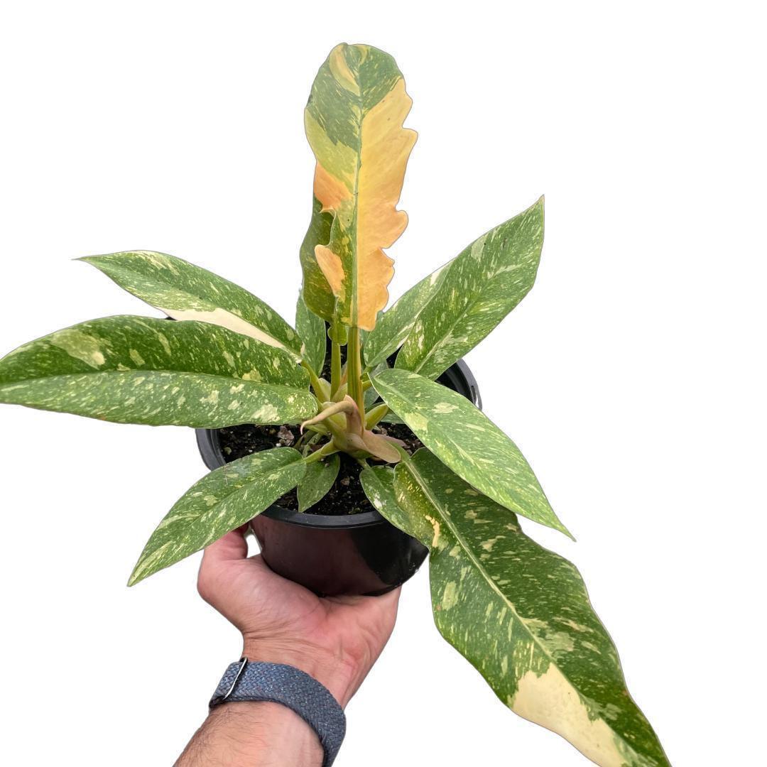 Philodendron Ring of Fire Variegated