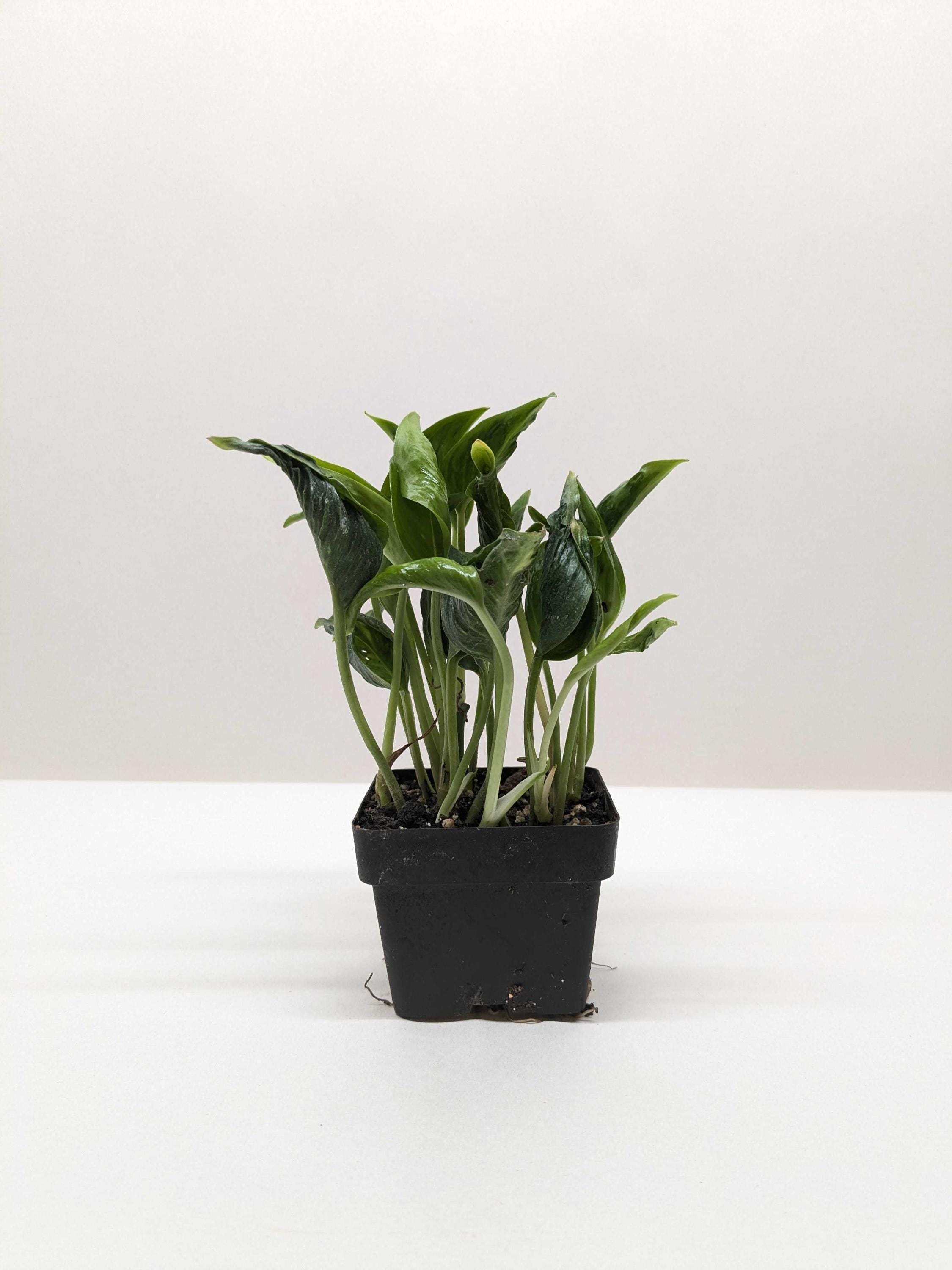 Pothos 'Shangri La' 3" Pot Austin Jungle Co.