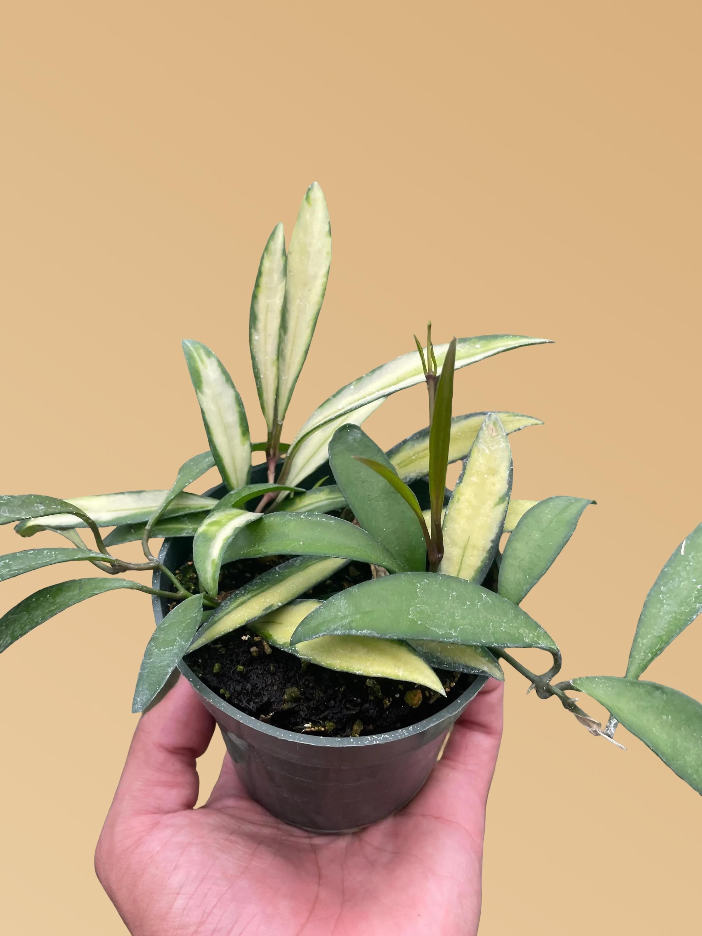 Hoya Wayetii Variegated