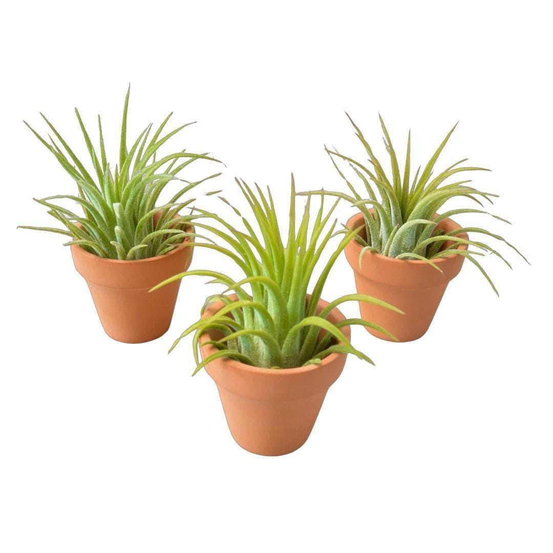 3 Pack - Ionantha Air Plants with Mini Terra Cotta Pots