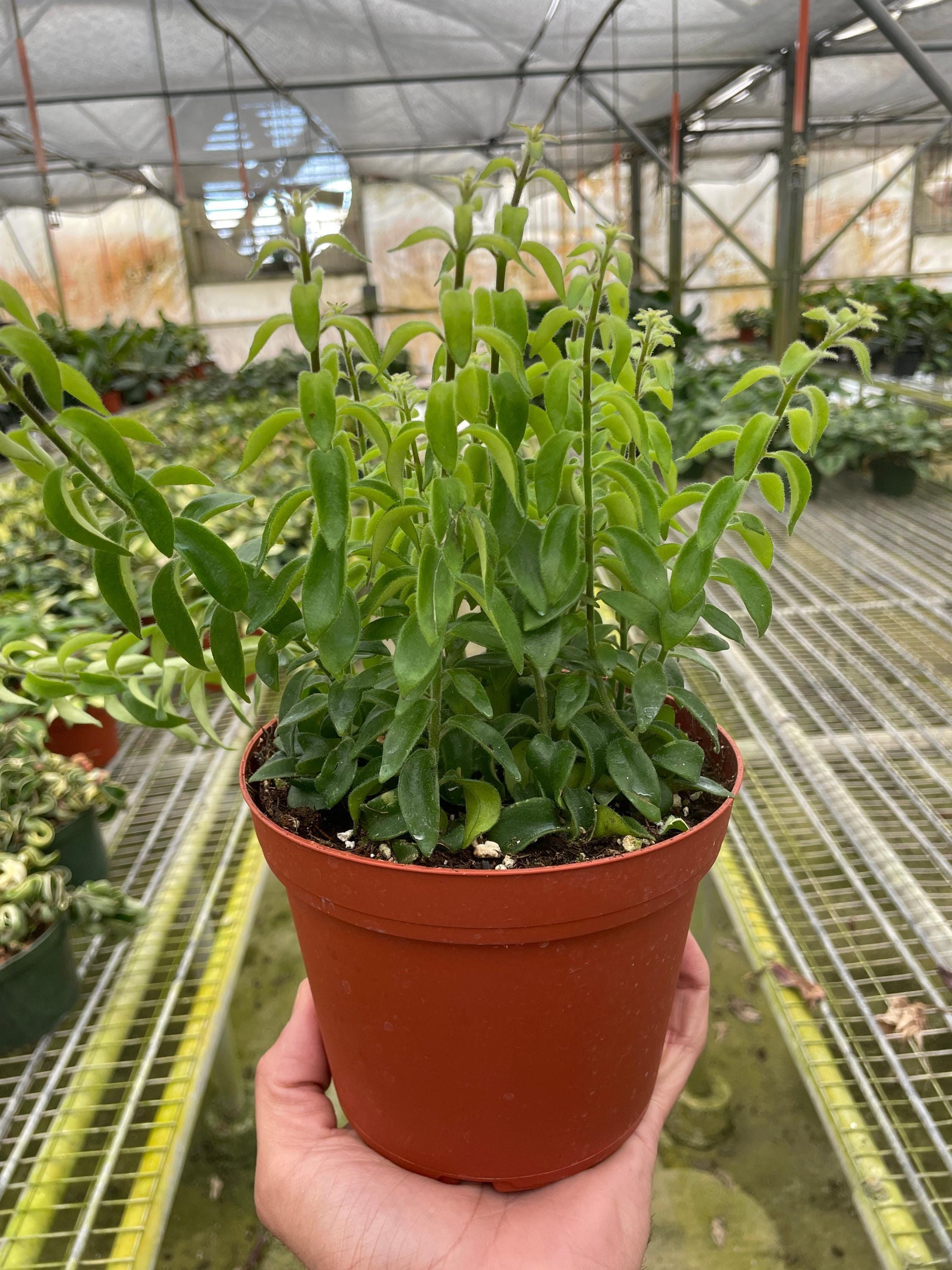 Curly Lipstick Plant Indoor Plants 3" Pot Austin Jungle Co.