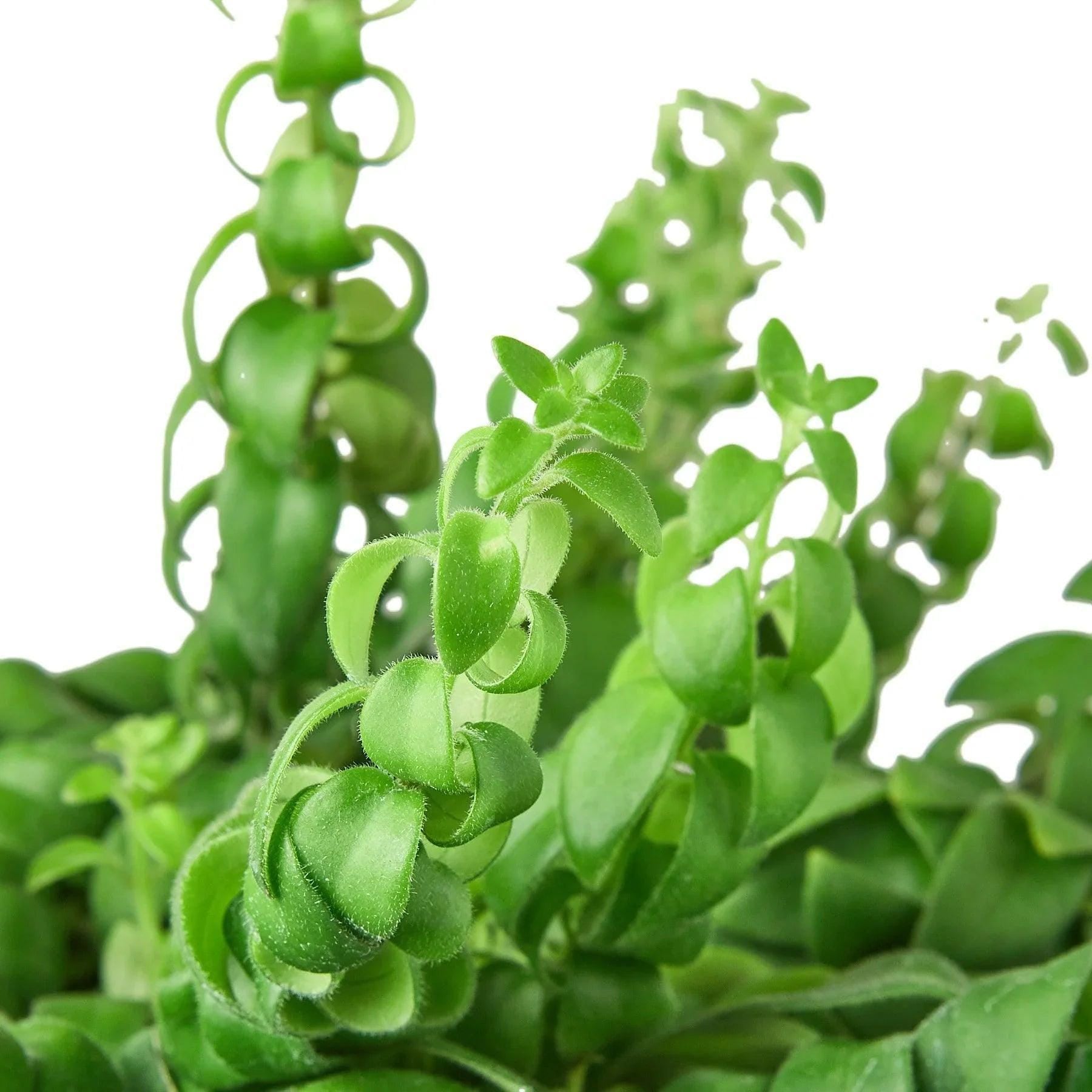 Curly Lipstick Plant Indoor Plants 3" Pot Austin Jungle Co.