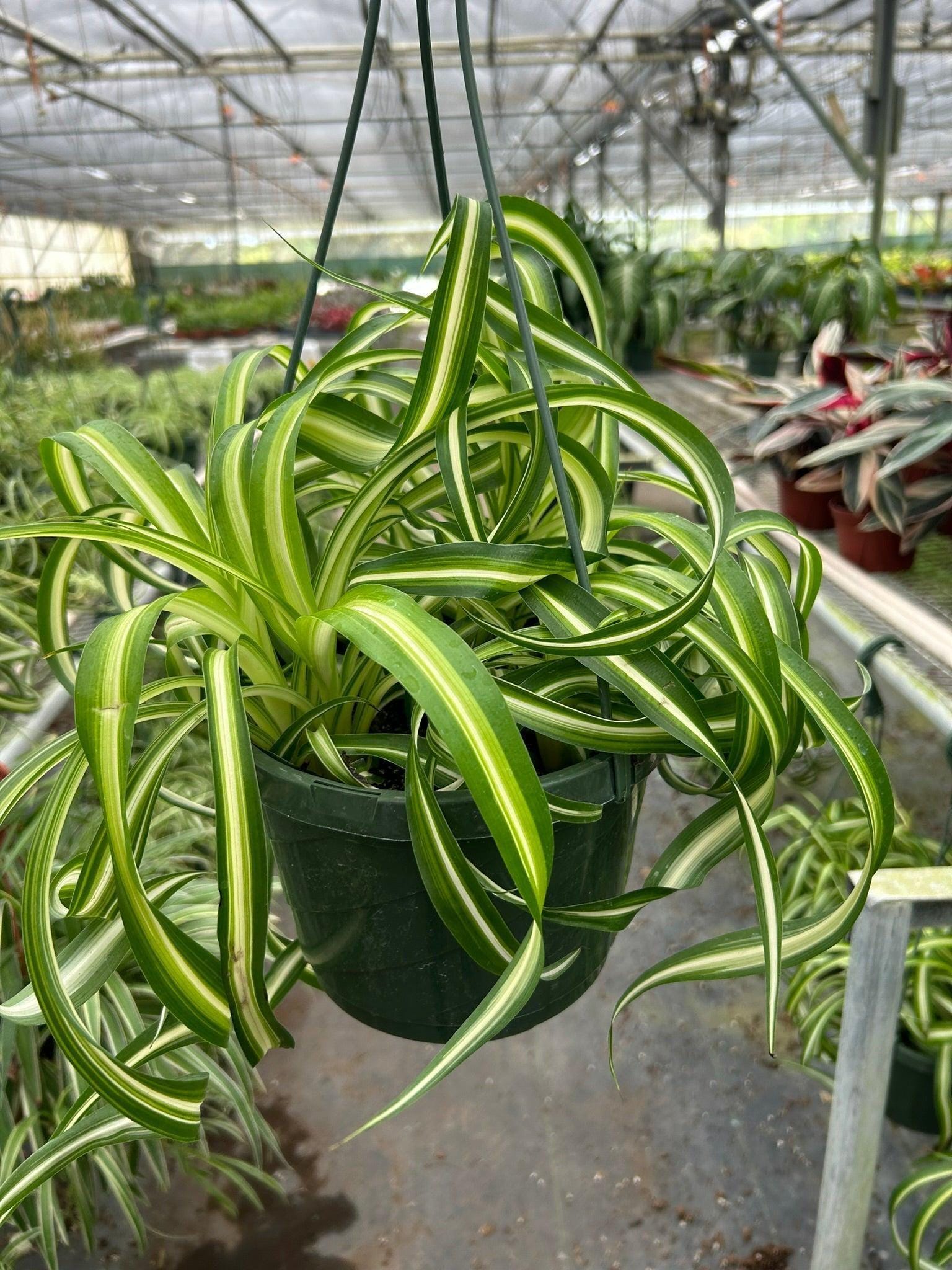 Spider Plant 'Bonnie' Indoor Plants 8" Pot / Nursery Pot Austin Jungle Co.