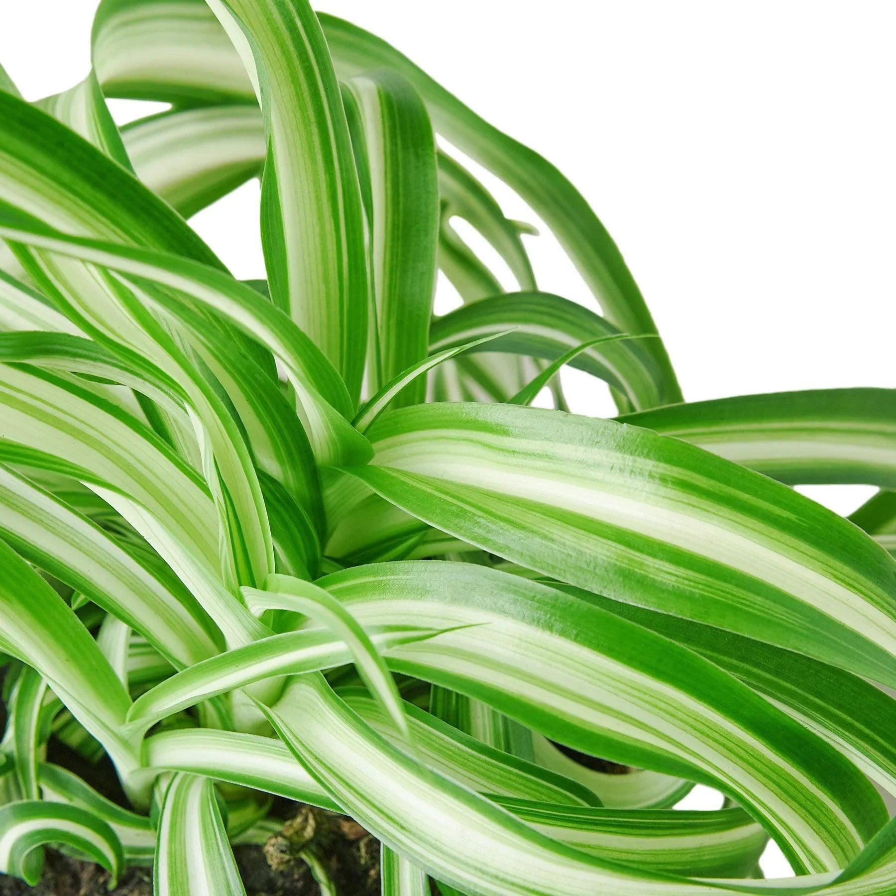 Spider Plant 'Bonnie' Indoor Plants 3" Pot / Nursery Pot Austin Jungle Co.