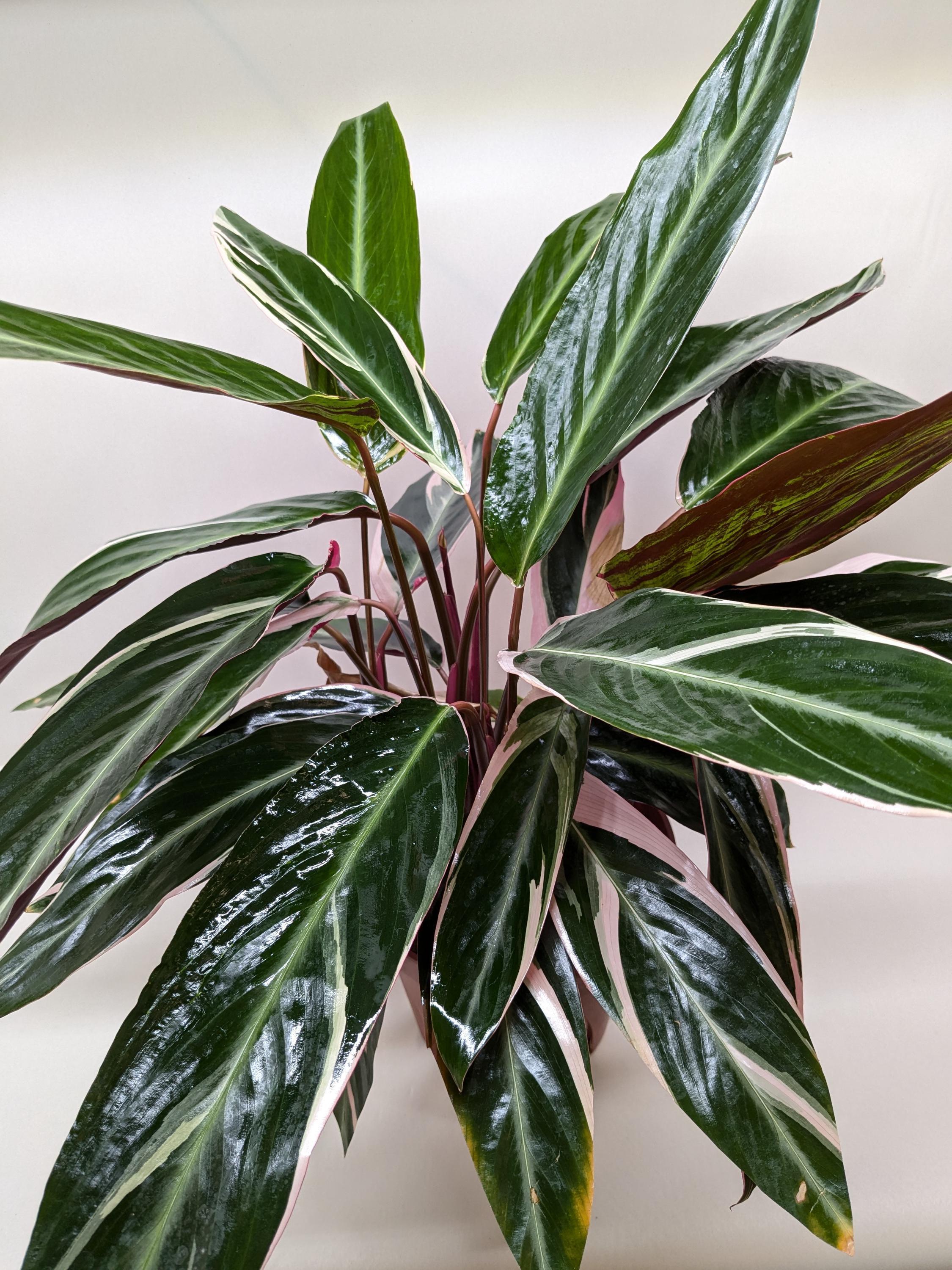 Stromanthe Triostar Indoor Plants 4" Pot Austin Jungle Co.