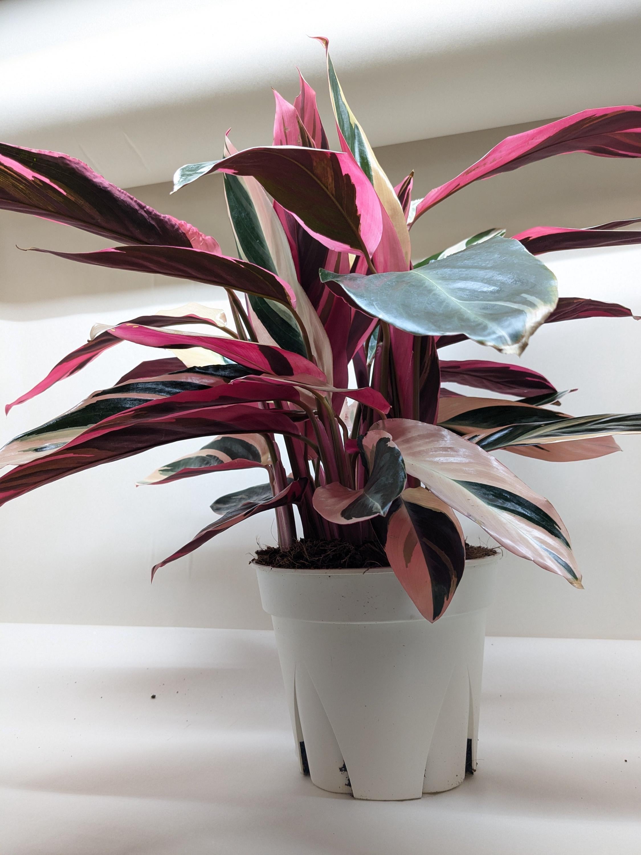 Stromanthe Triostar Indoor Plants 4" Pot Austin Jungle Co.