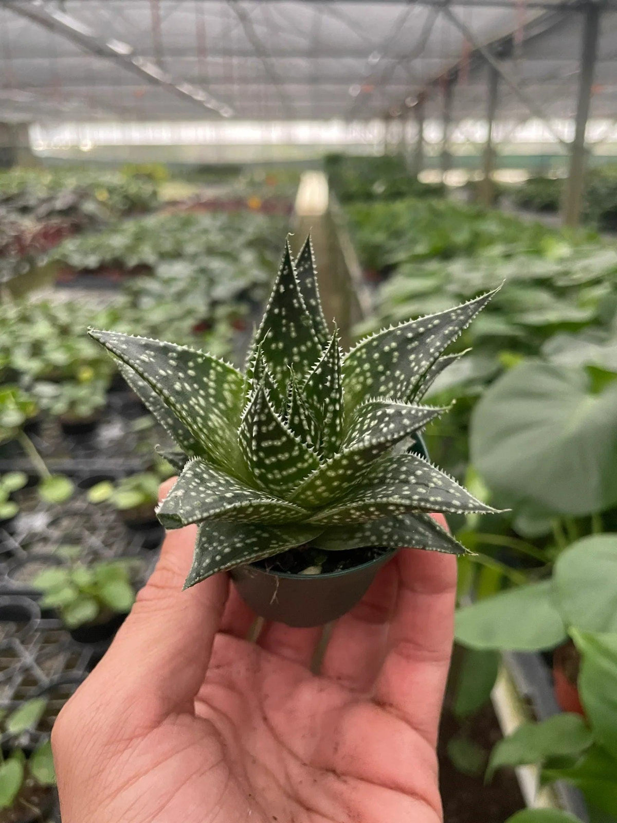 Succulent Gasteria Durban 3" Pot Austin Jungle Co.