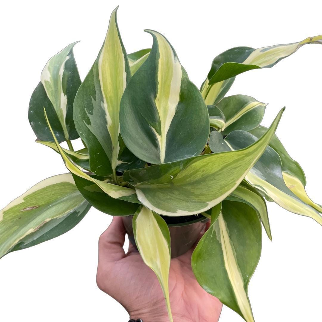 Philodendron 'Silver Stripe'