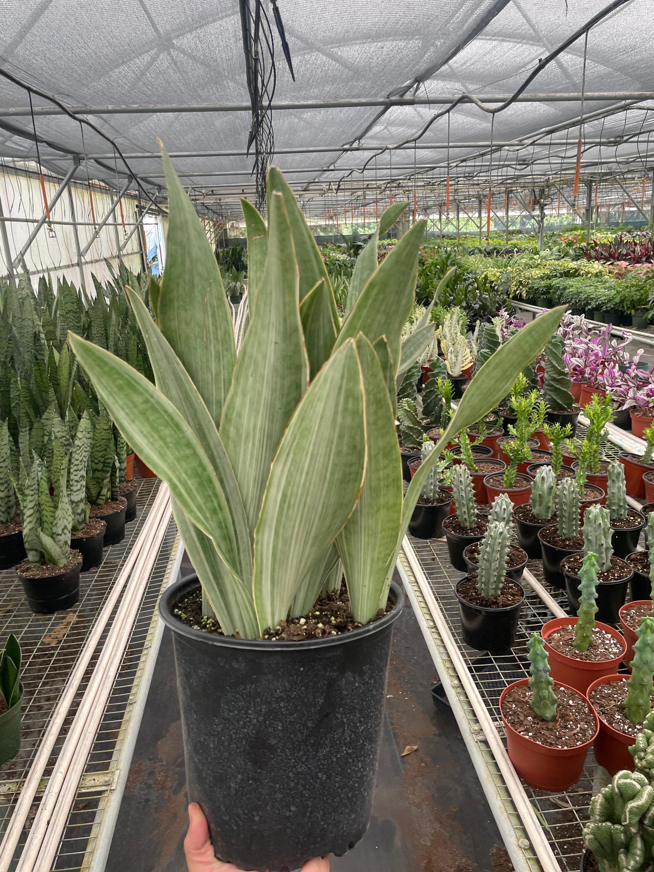 Snake Plant 'Sayuri' Indoor Plants 4" Pot Austin Jungle Co.