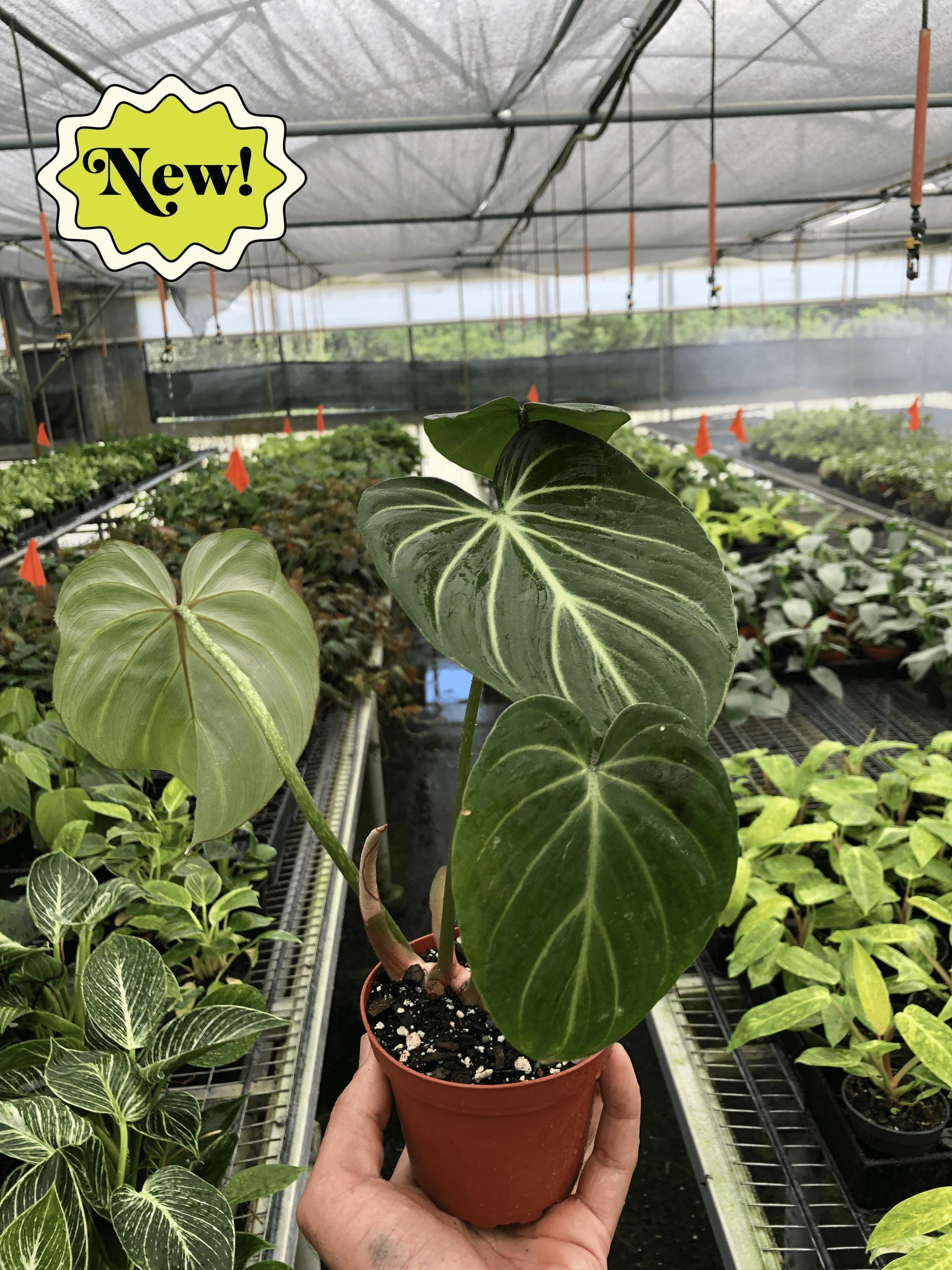 Philodendron Gloriosum Indoor Plants 2" Pot Austin Jungle Co.