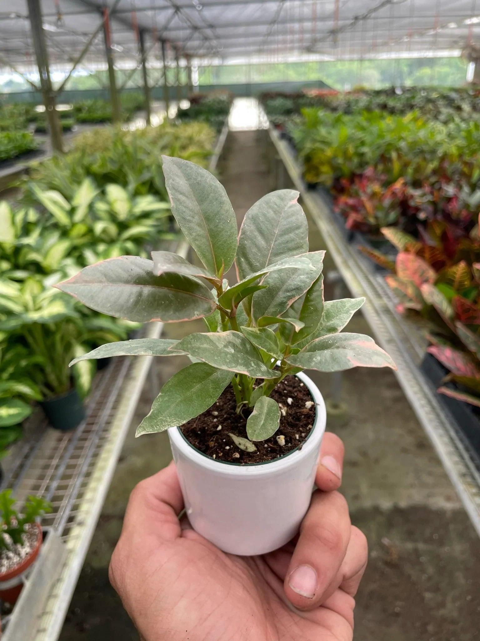 Ficus Elastica 'Tineke' Indoor Plants 3" Pot Austin Jungle Co.