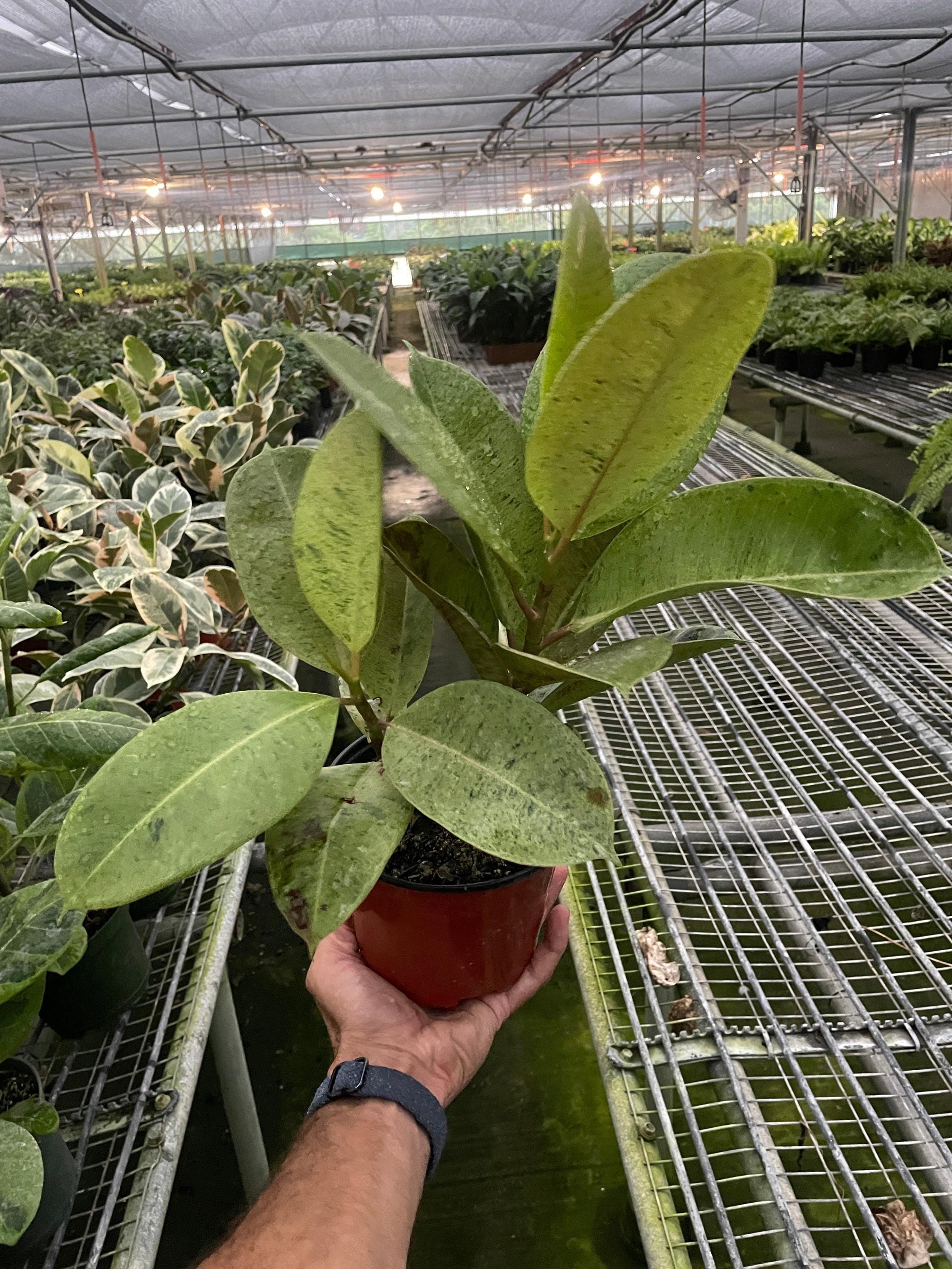 Ficus 'shivereana' (Moonshine) 2" Pot Austin Jungle Co.