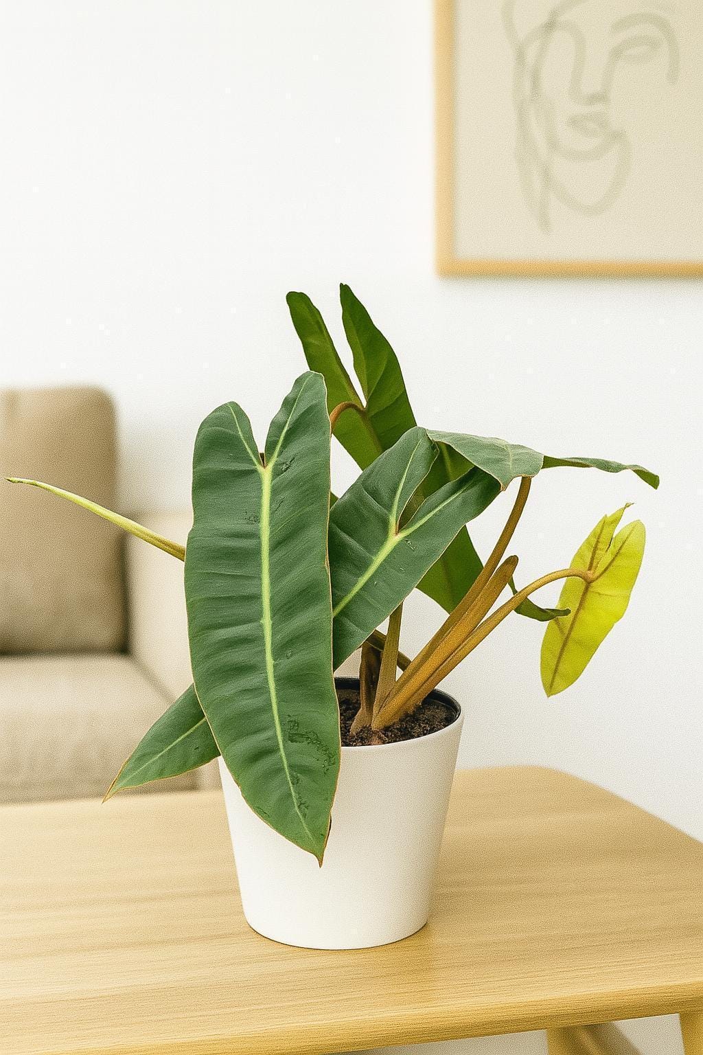 Philodendron 'Billietiae'