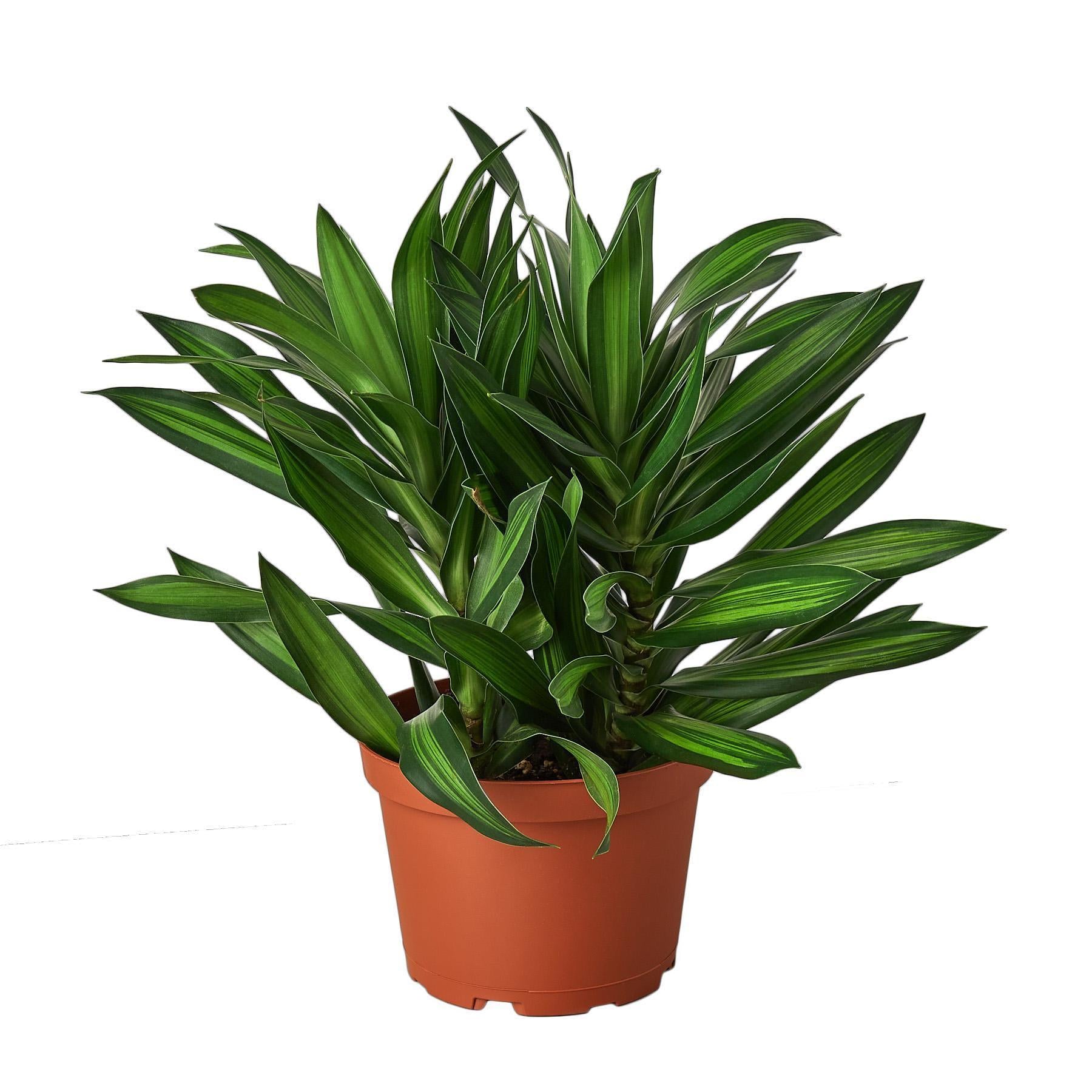 Dracaena 'Song of Jamaica'