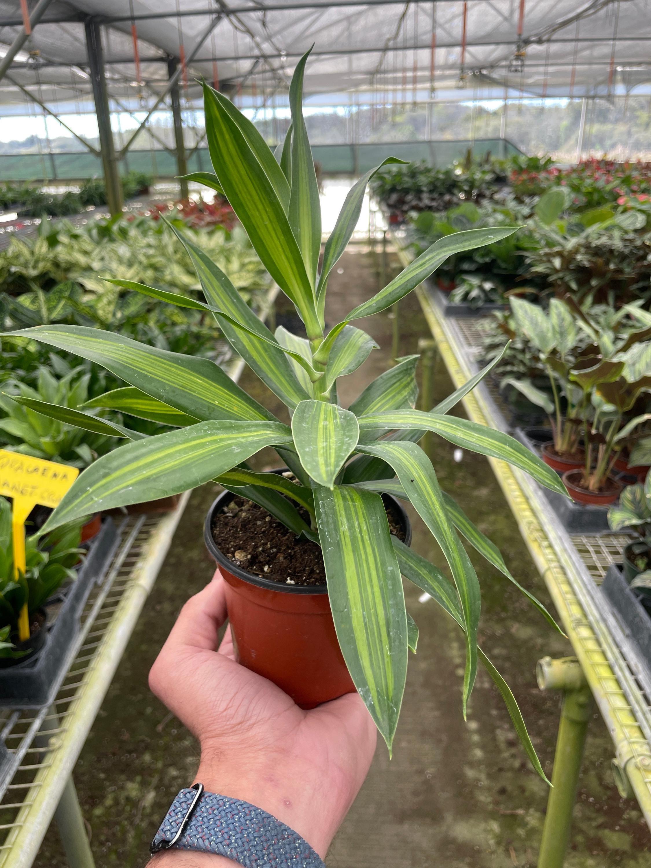 Dracaena 'Song of Jamaica' 6" Plant (1) ($10) 4" Pot Austin Jungle Co.
