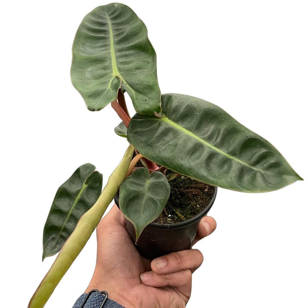 Philodendron 'Billietiae'