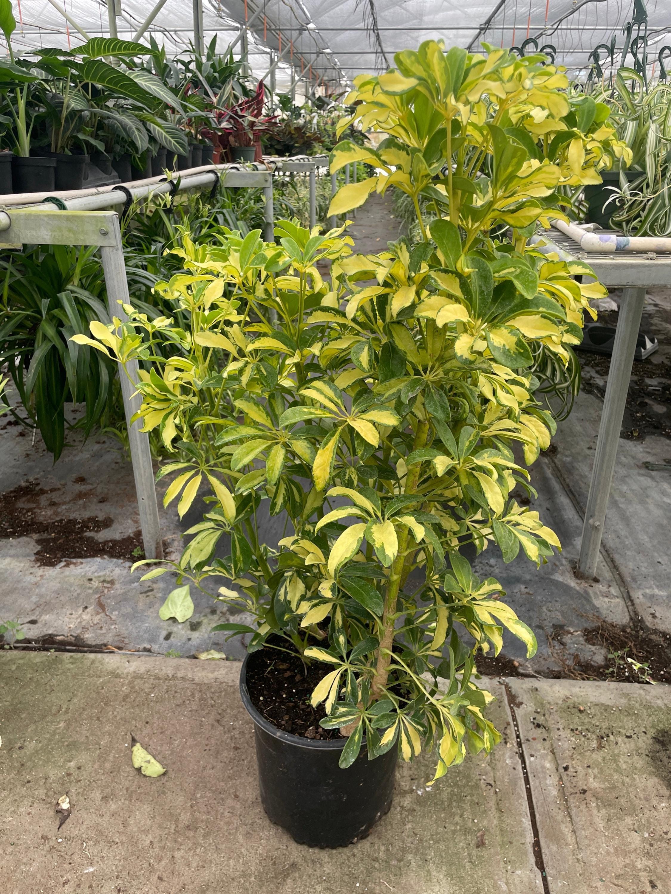 Schefflera Variegated Indoor Plants 4" Pot Austin Jungle Co.