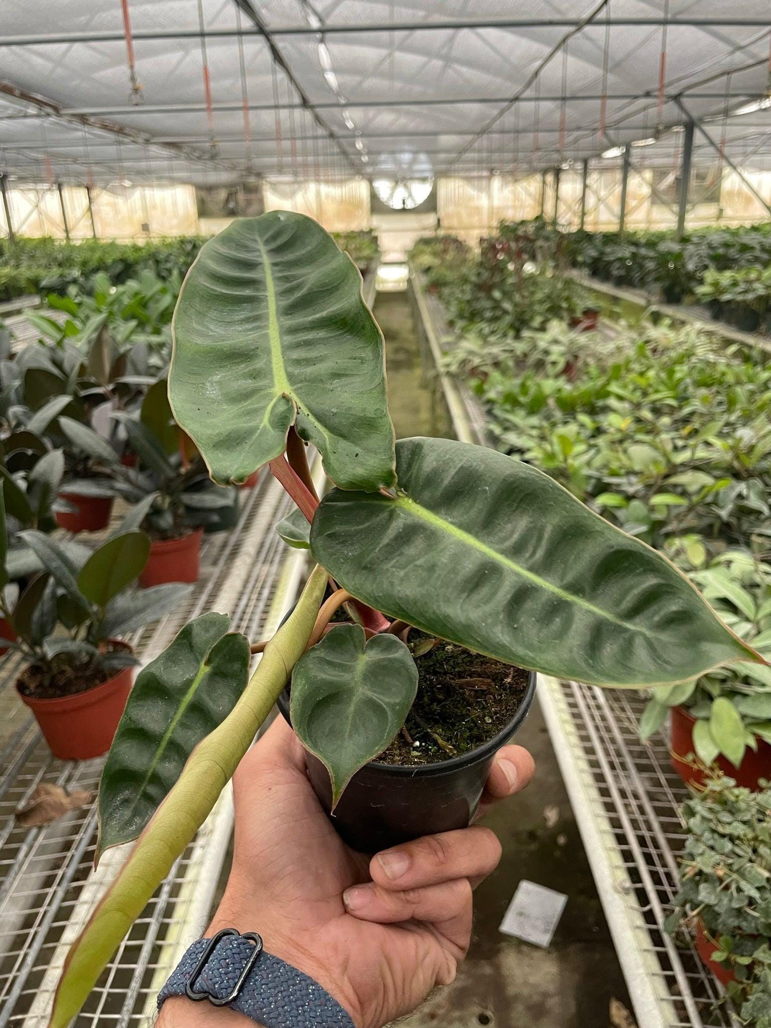 Philodendron 'Billietiae' Indoor Plants 2" Pot Austin Jungle Co.