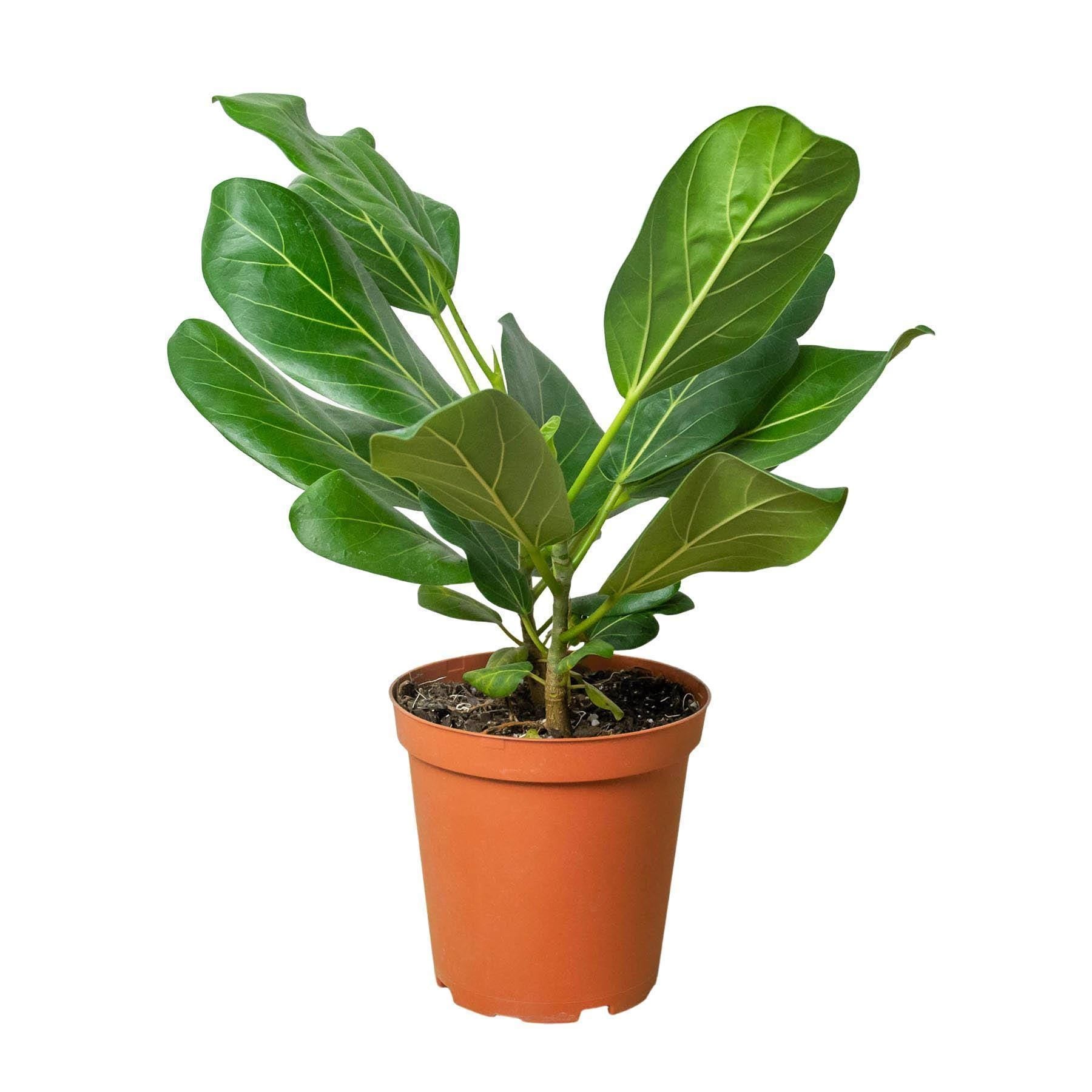 May include: A small green ficus lyrata plant in a brown plastic pot. The plant has large, dark green leaves with prominent veins. The plant is isolated against a white background.