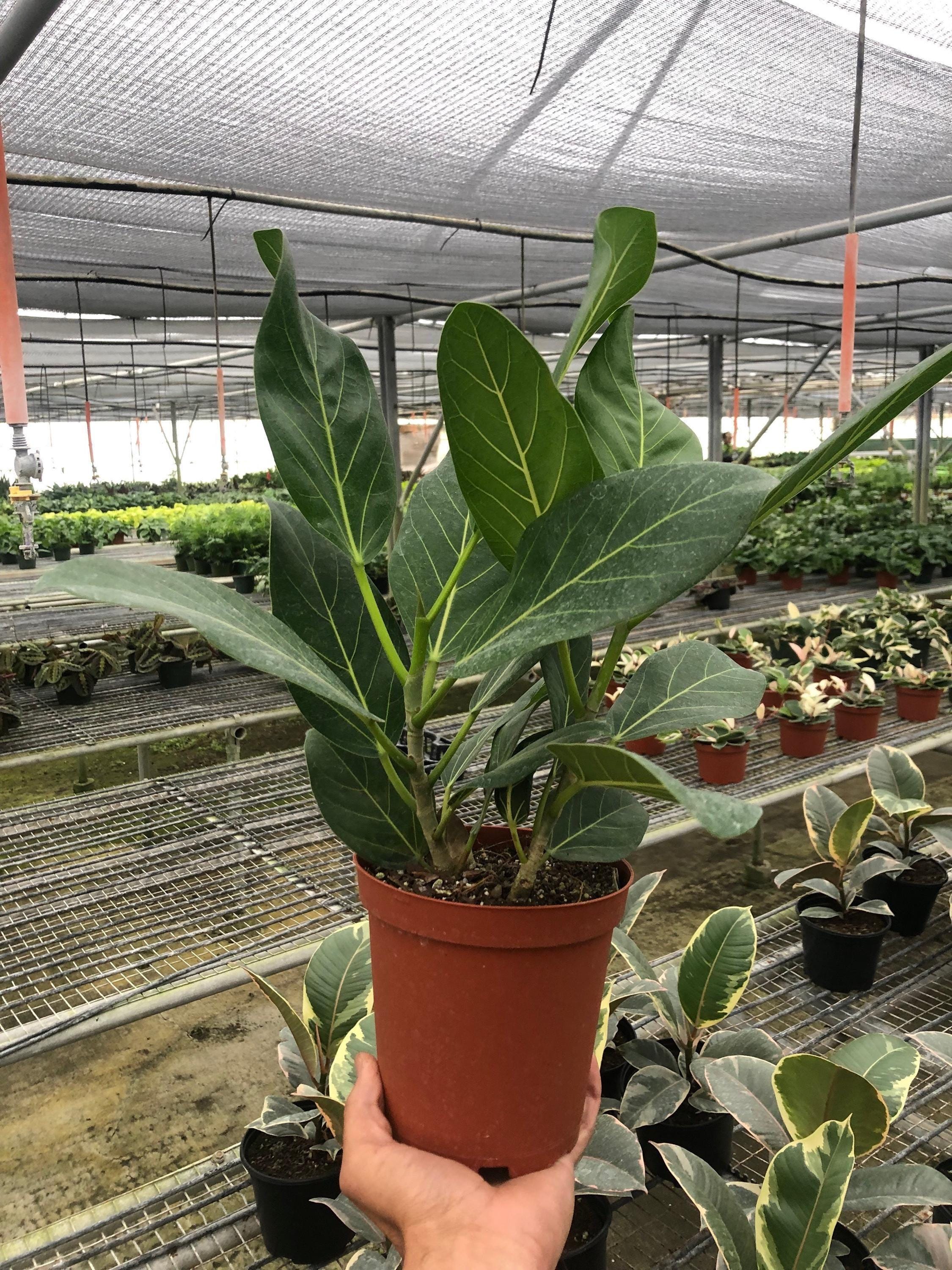 Ficus 'Audrey' 4" Pot Austin Jungle Co.