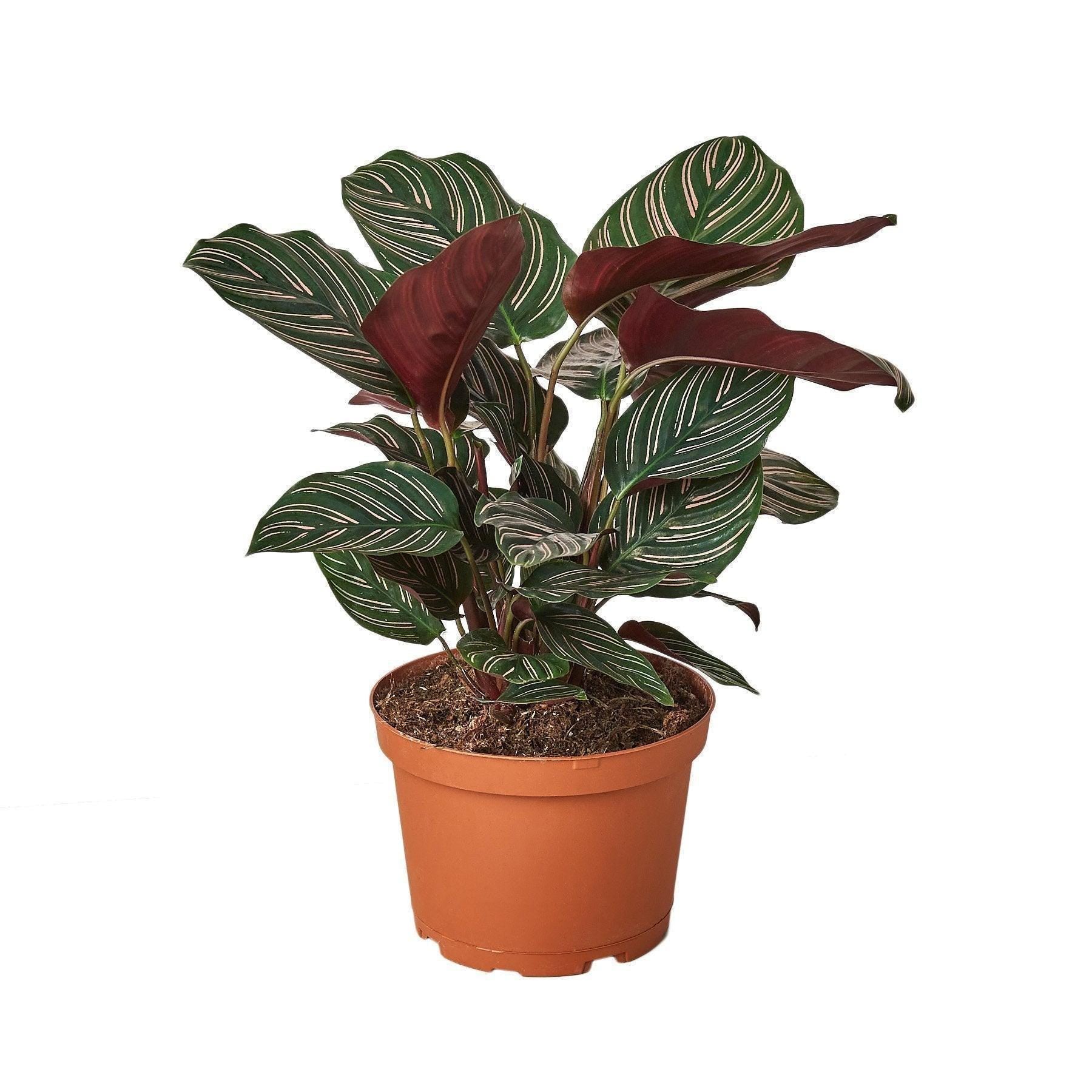 May include: A potted Calathea plant with green and white striped leaves and reddish-brown undersides. The plant is in a brown plastic pot.