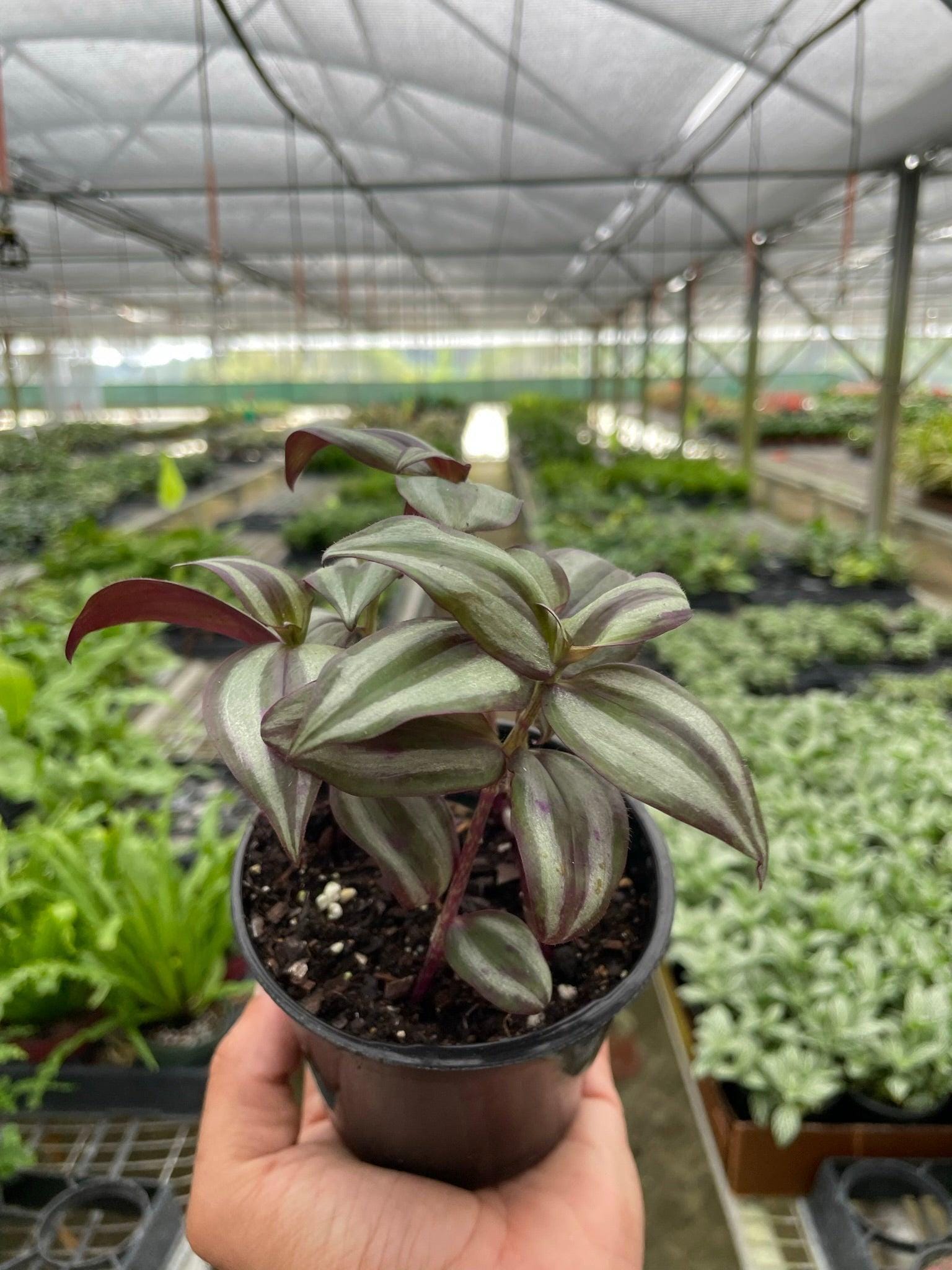 Tradescantia Zebrina 'Wandering Dude' Indoor Plants 4" Pot Austin Jungle Co.