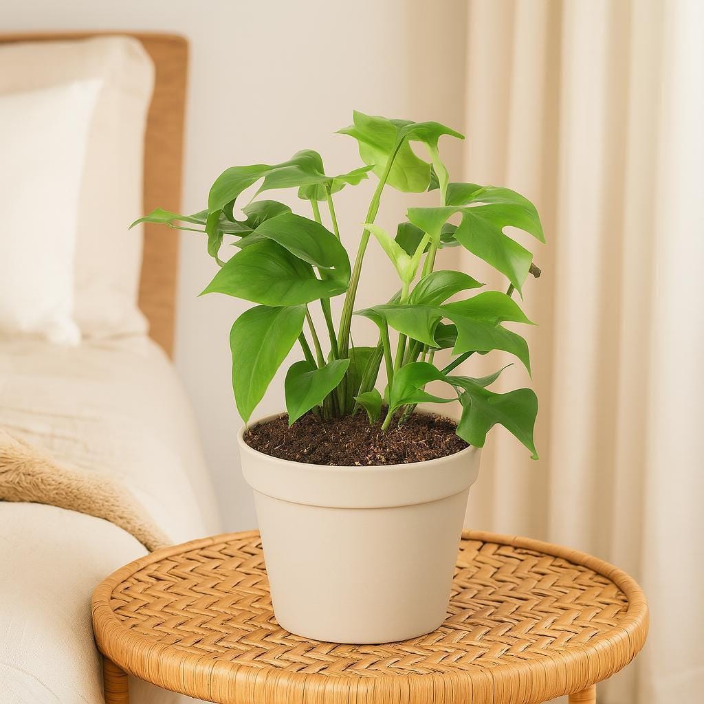 Mini Monstera - Rhaphidophora Tetrasperma