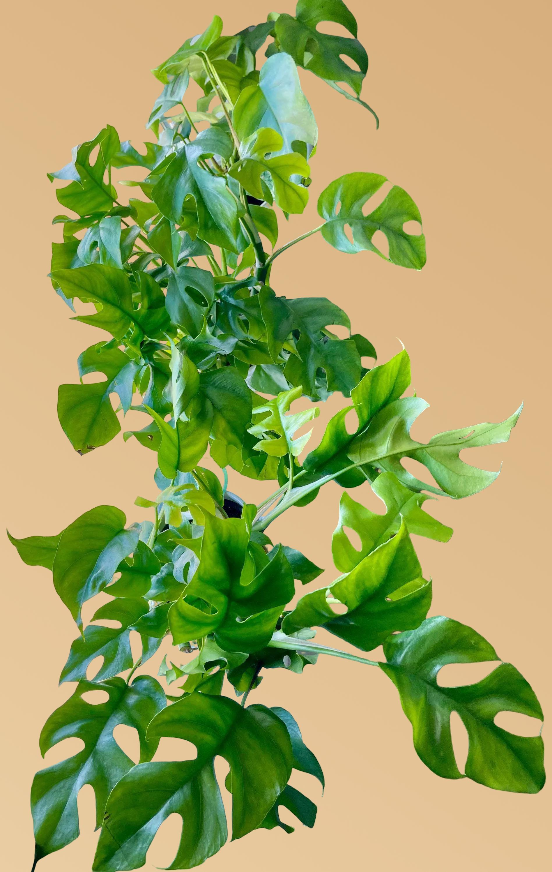 Mini Monstera - Rhaphidophora Tetrasperma