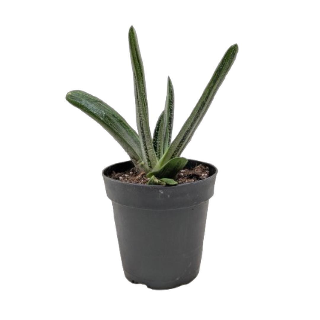 Succulent Gasteria Little Warty 4" Pot Austin Jungle Co.