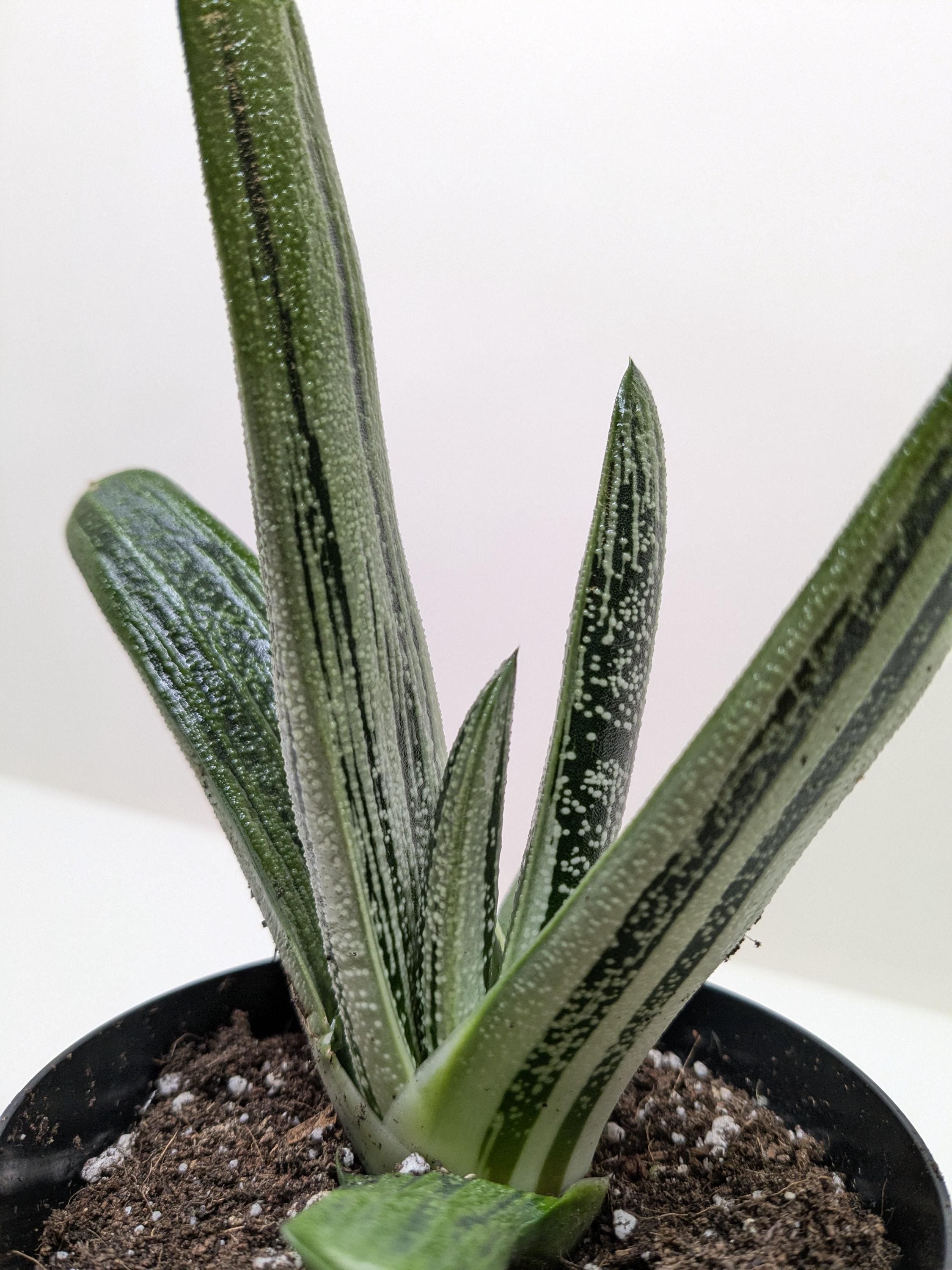 Succulent Gasteria Little Warty 4" Pot Austin Jungle Co.
